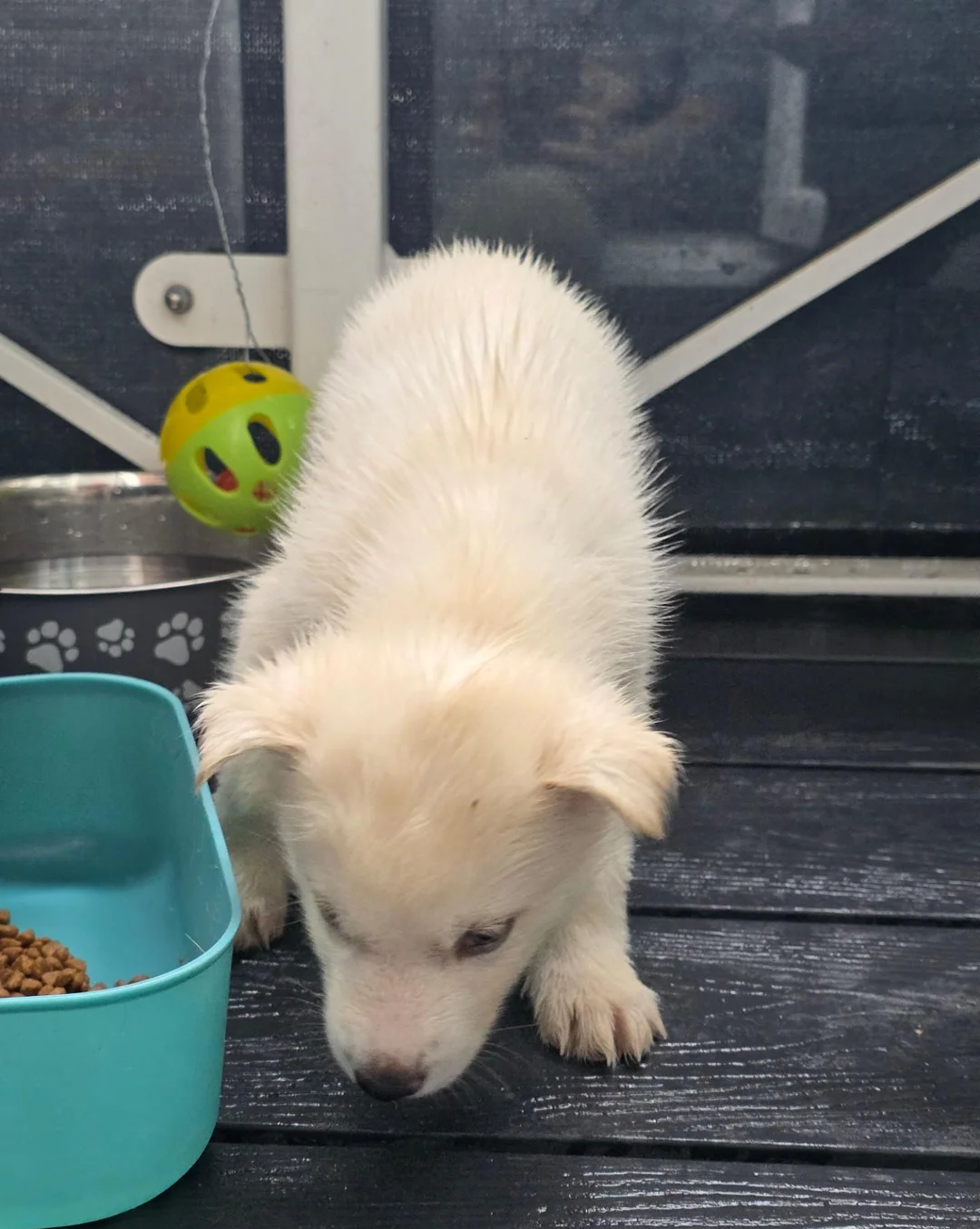 Siberian Husky Pups image 4