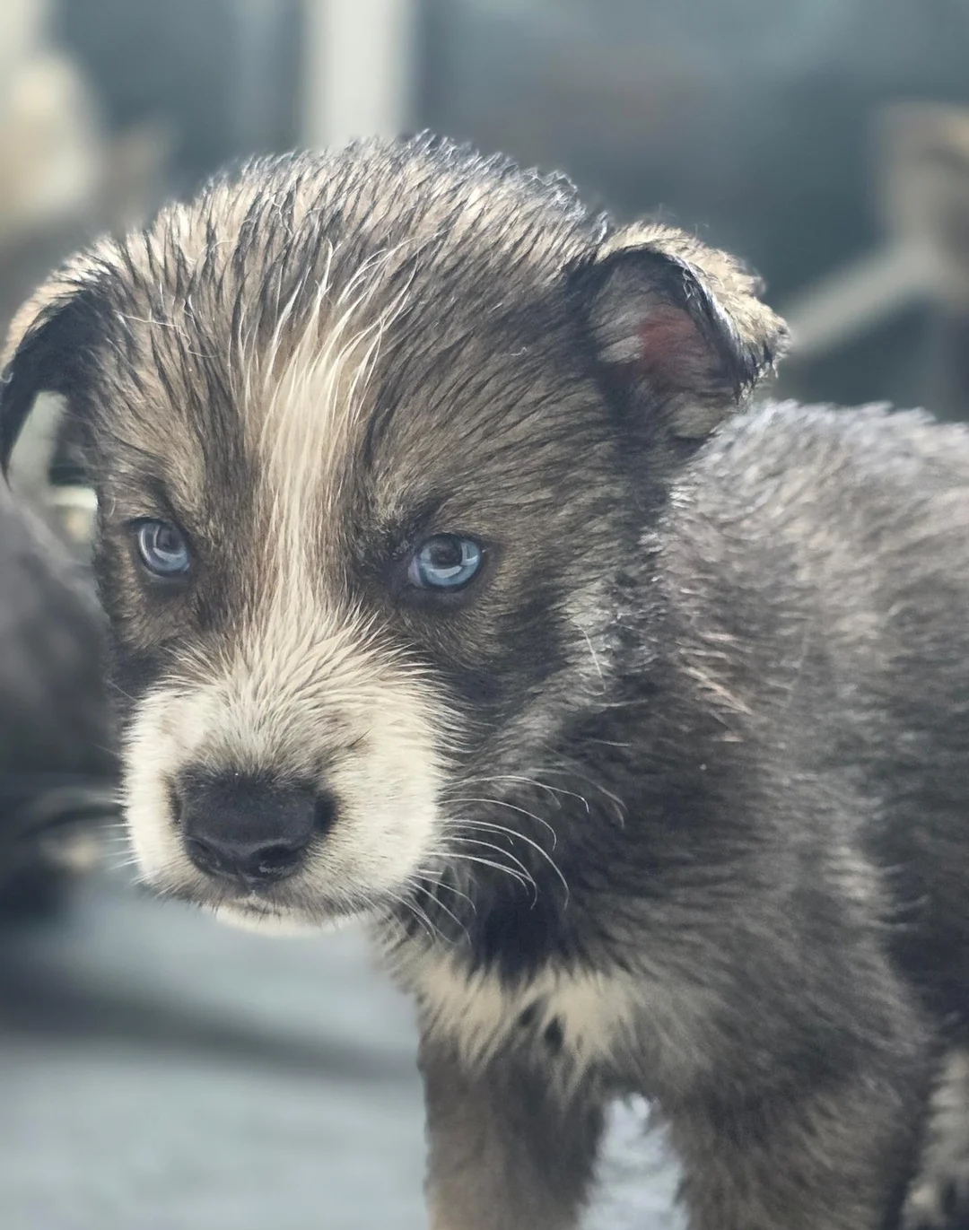 Siberian Husky Pups image 6