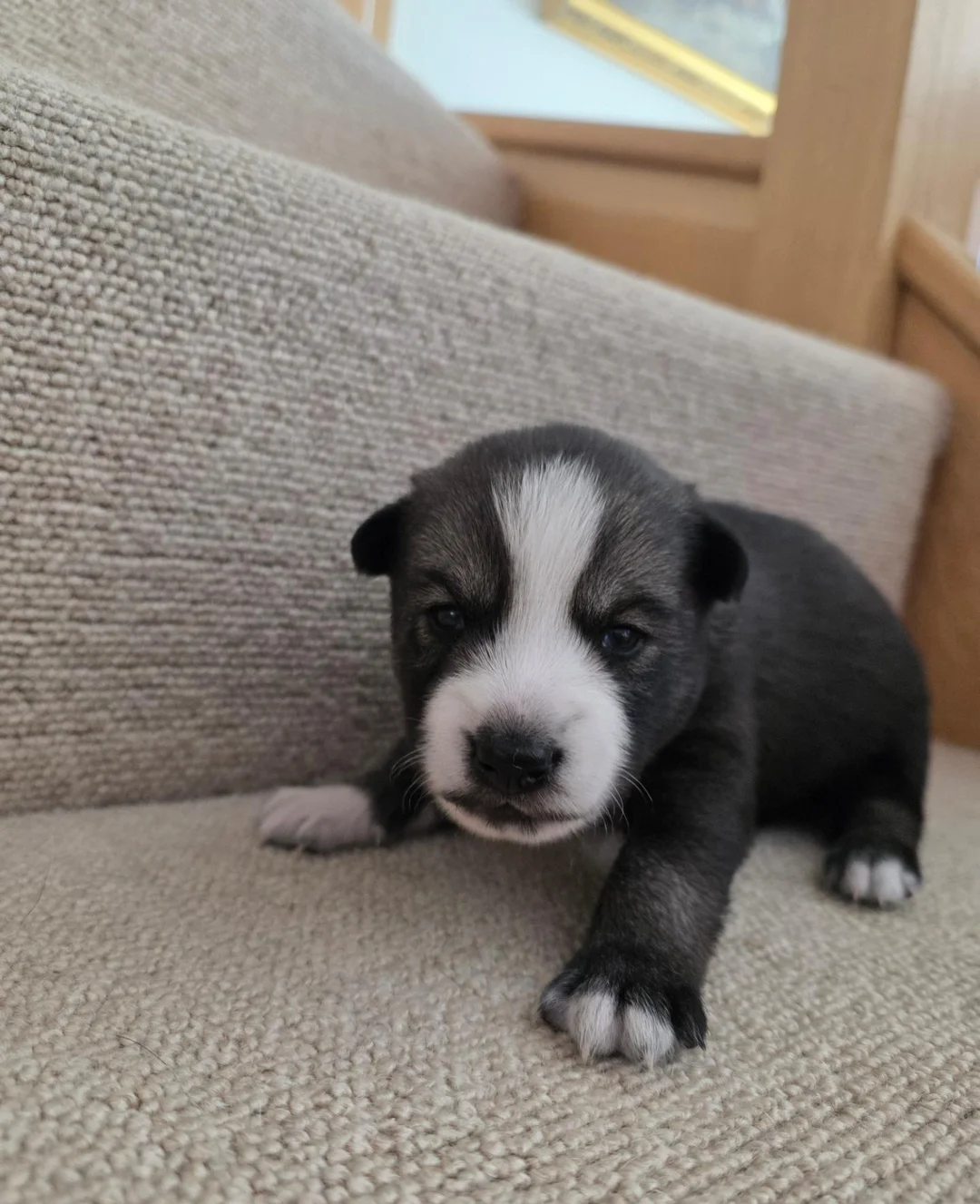 Siberian Husky Pups image 2