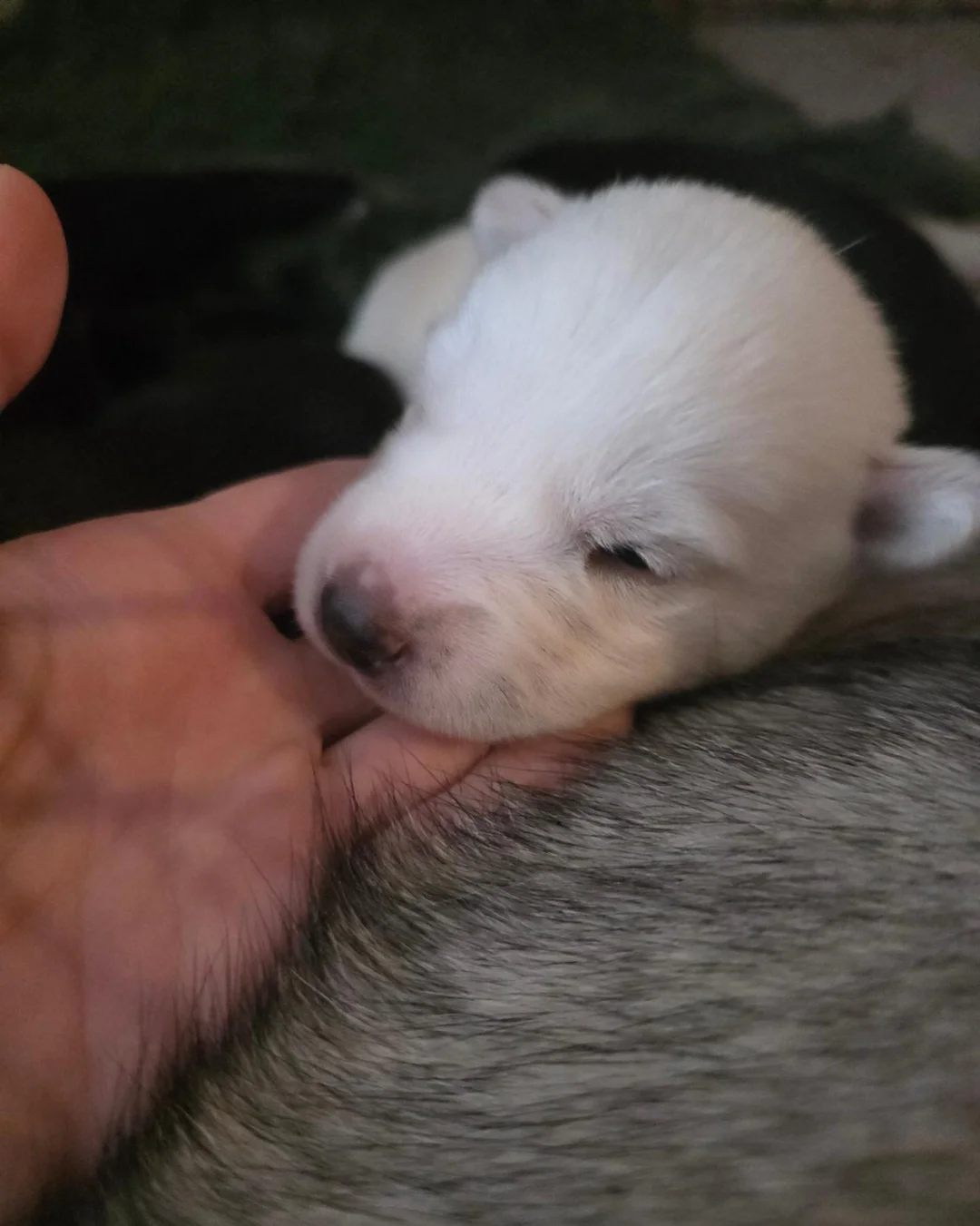 Siberian Husky Pups image 1