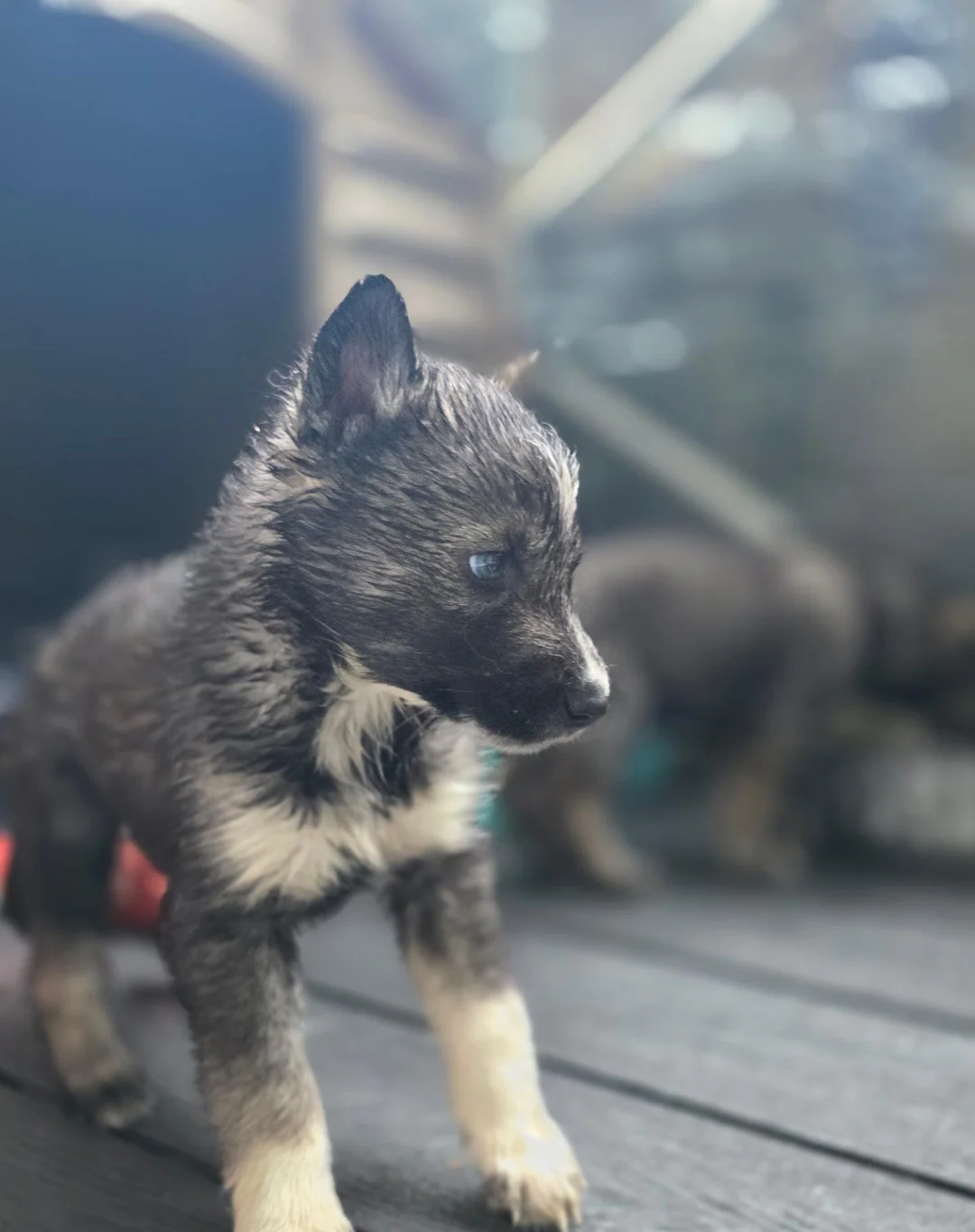 Siberian Husky Pups image 5