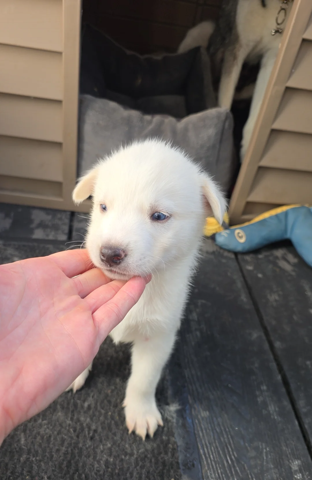 Siberian Husky Pups image 3