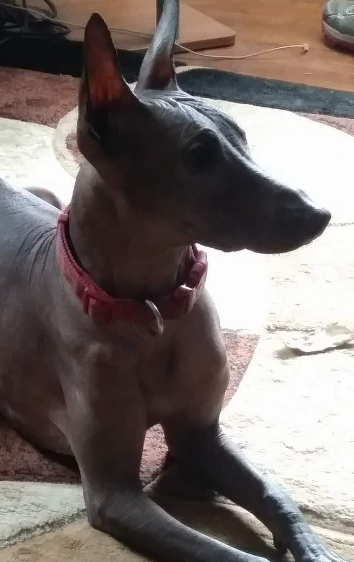 Xoloitzcuintli (Mexican Hairless) image 1
