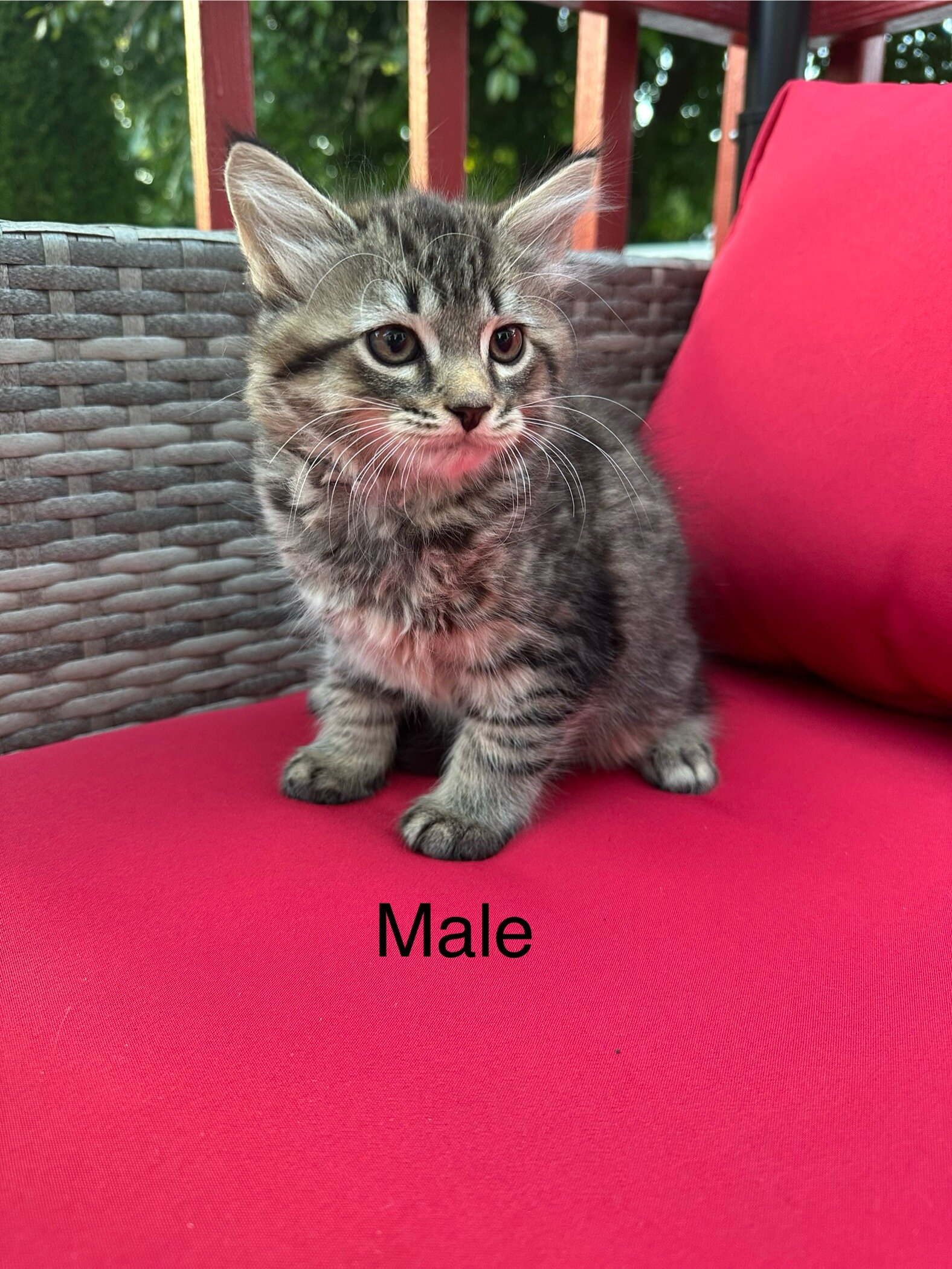 Kittens image 6