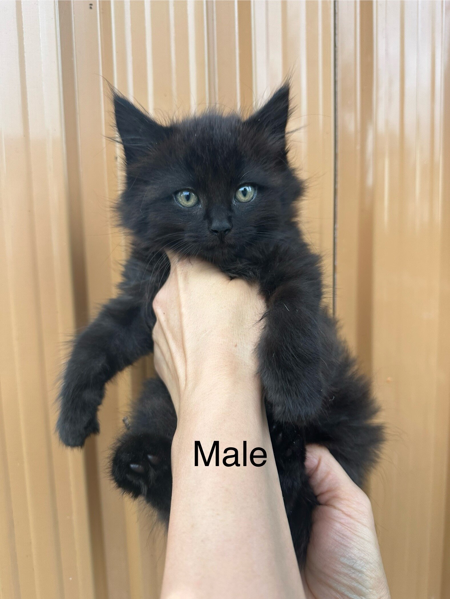 Kittens image 4