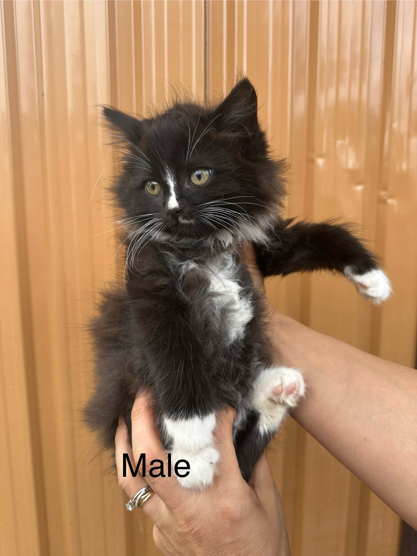 Kittens image 5