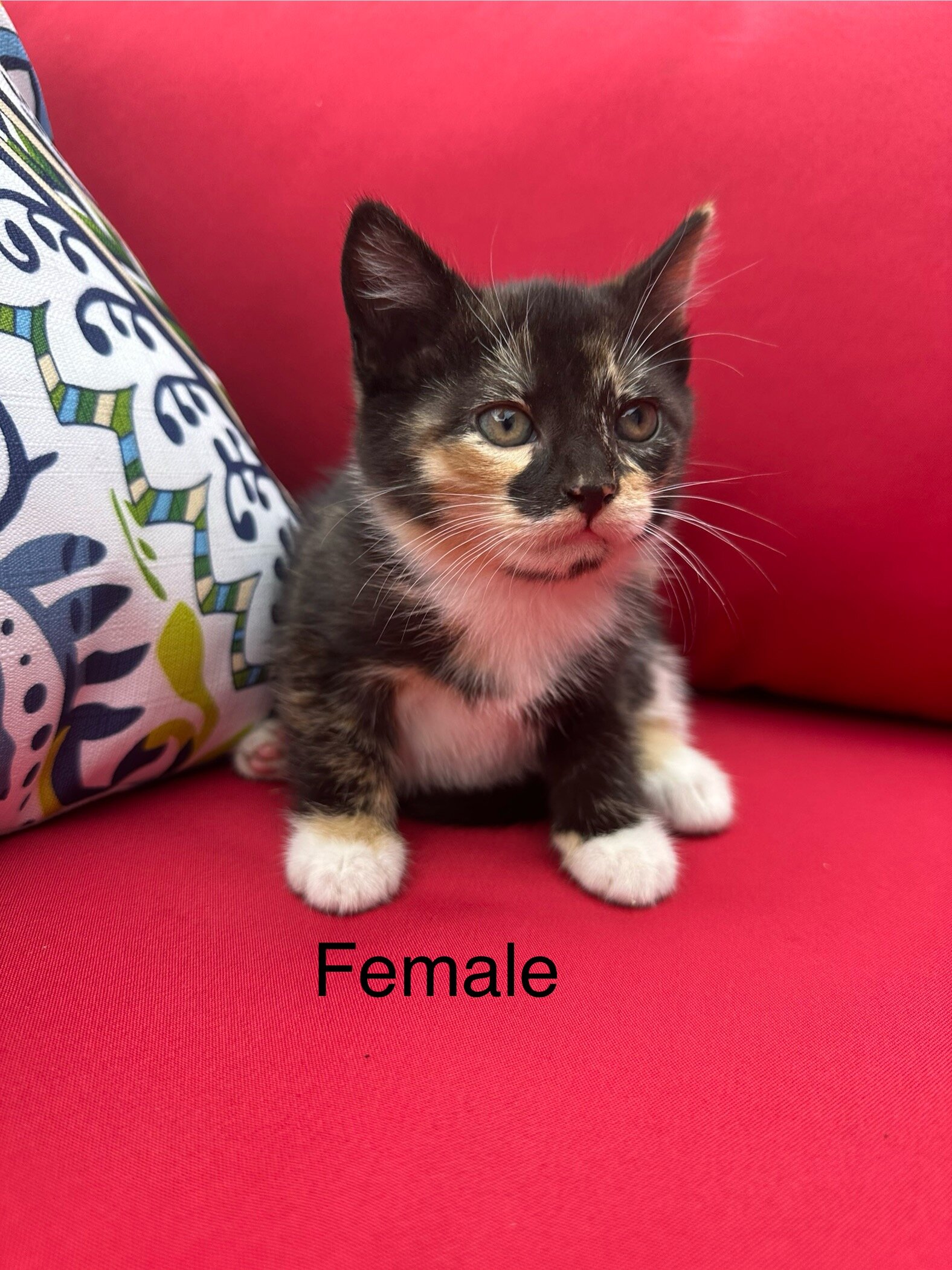 Kittens image 3