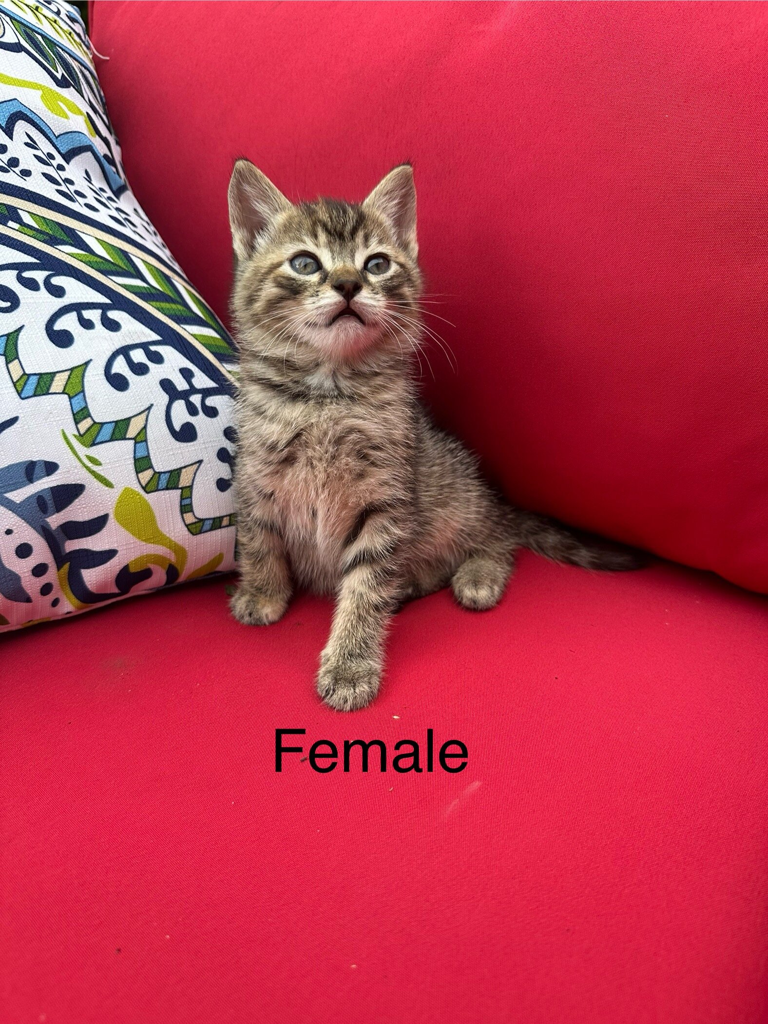Kittens image 1