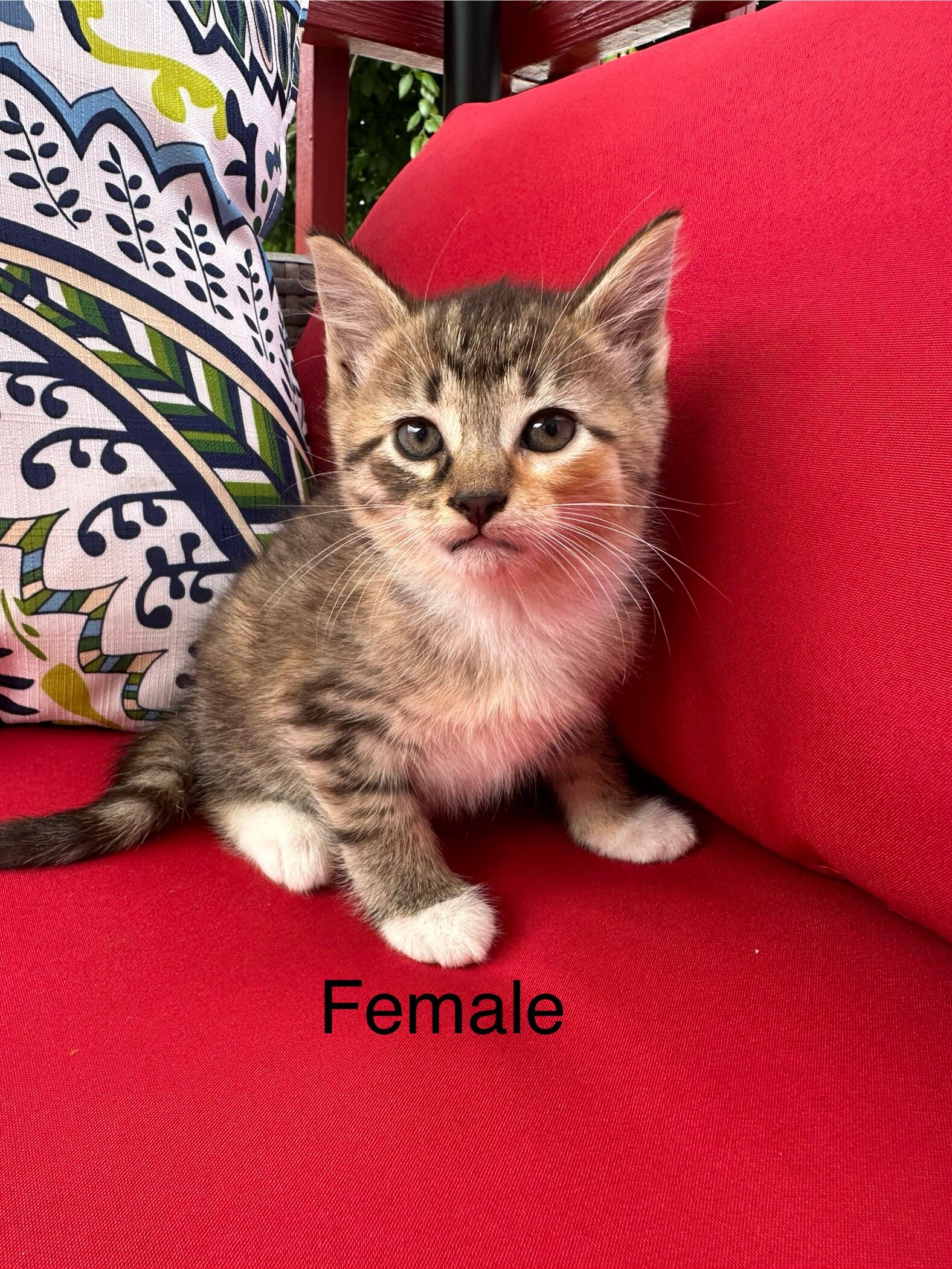 Kittens image 2