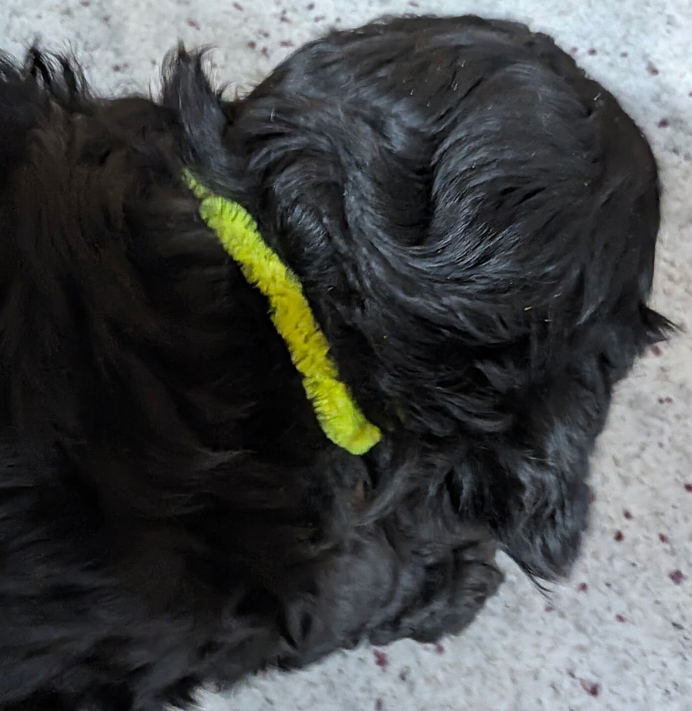 Black Cavapoo puppies image 3