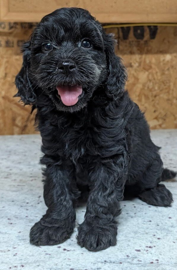 Black Cavapoo puppies image 4