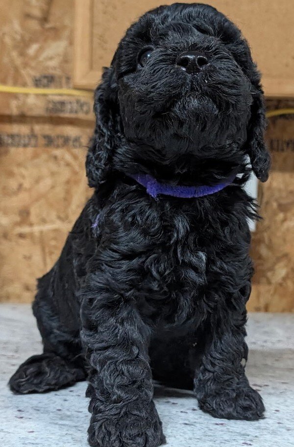 Black Cavapoo puppies image 1