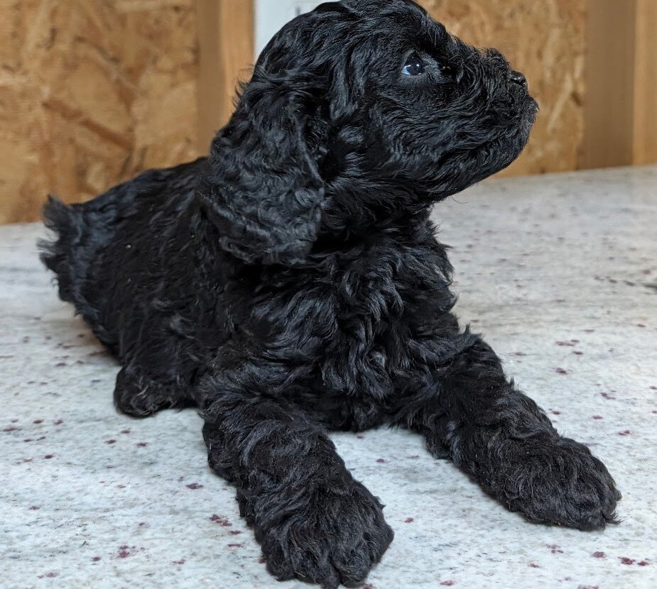 Black Cavapoo puppies image 2