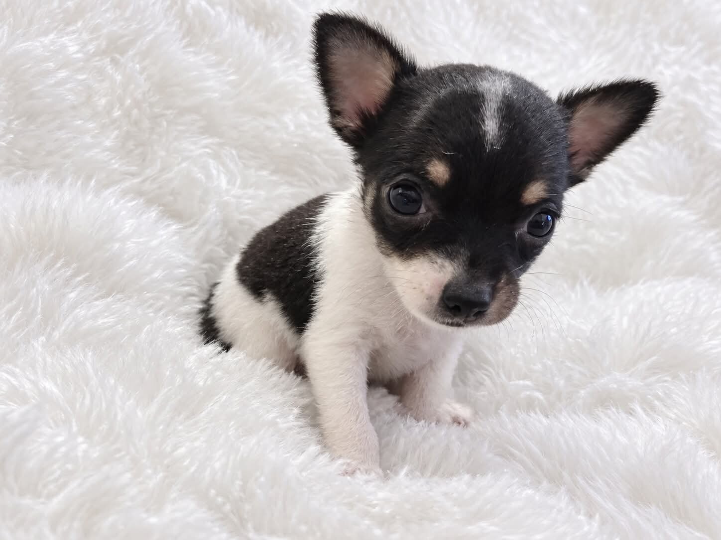 Female Chihuahua Puppies image 1