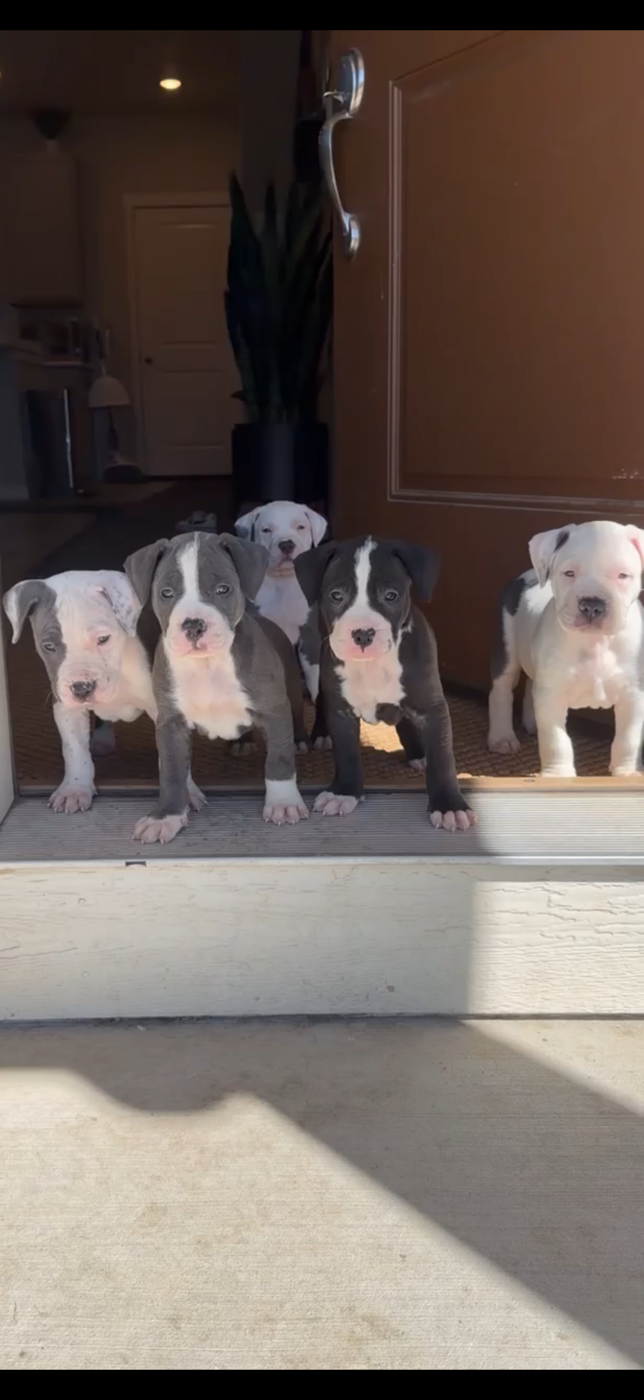 Puppies image 1