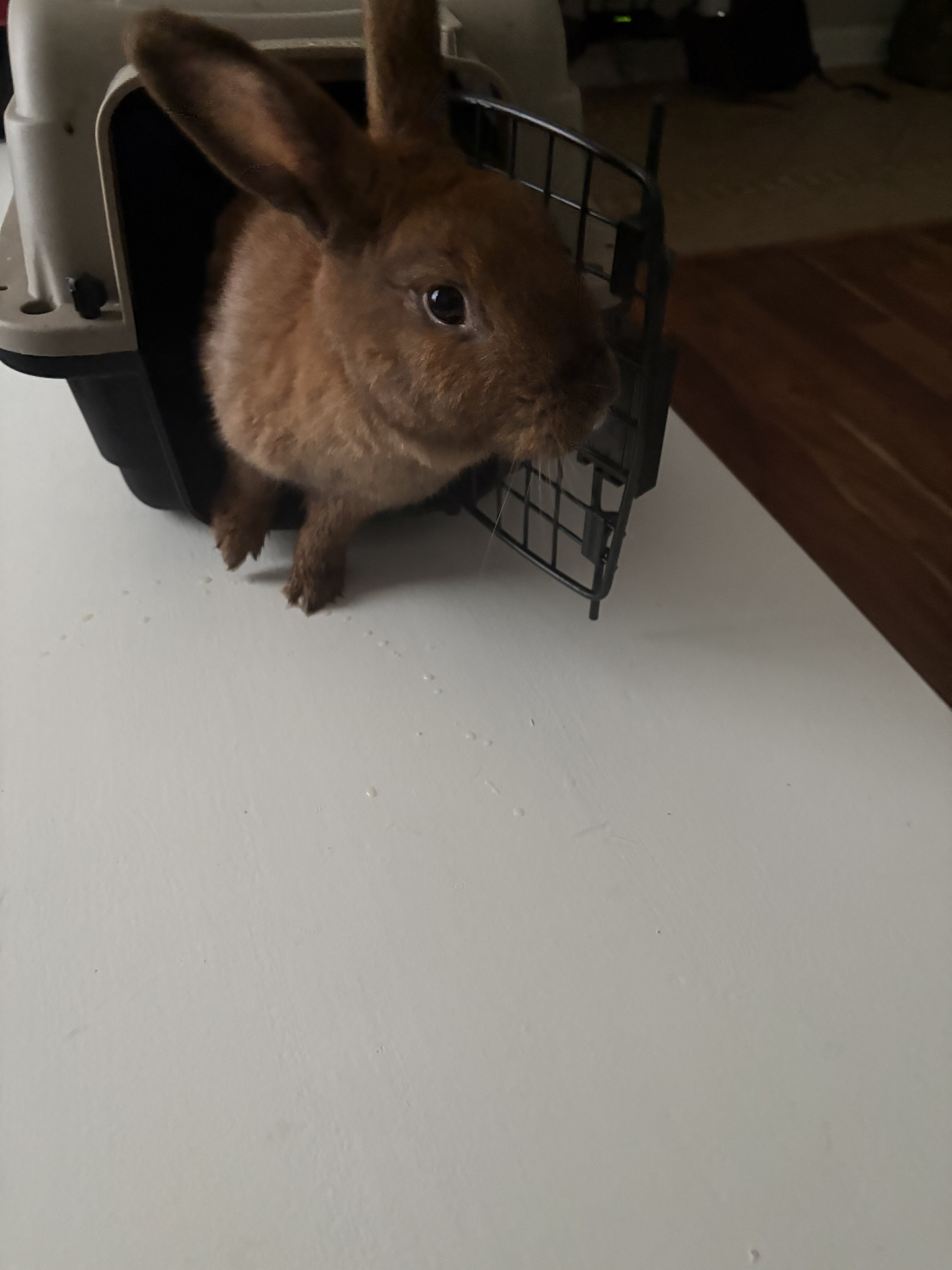 Cinnamon image 1
