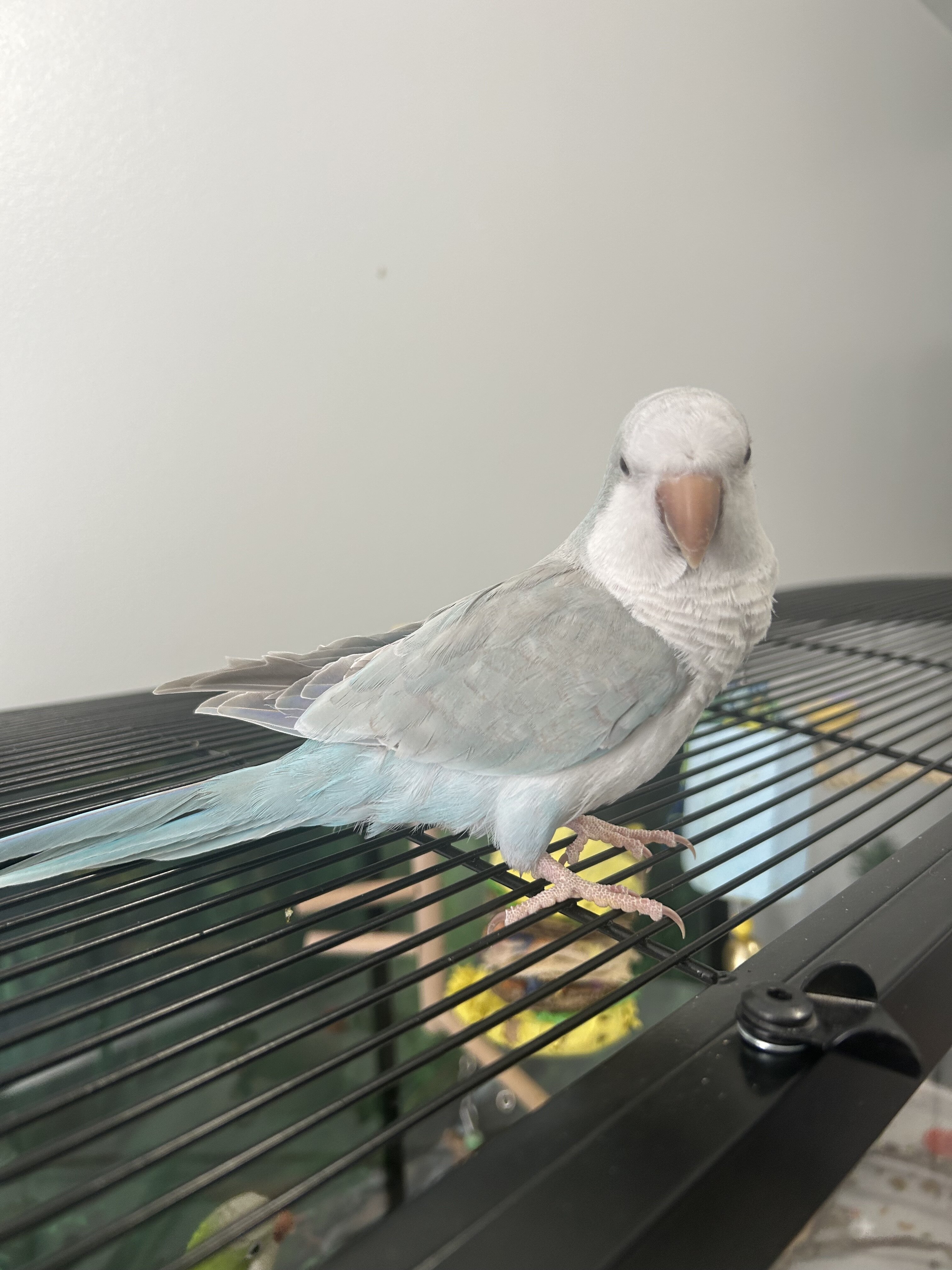 Quaker parrot image 1