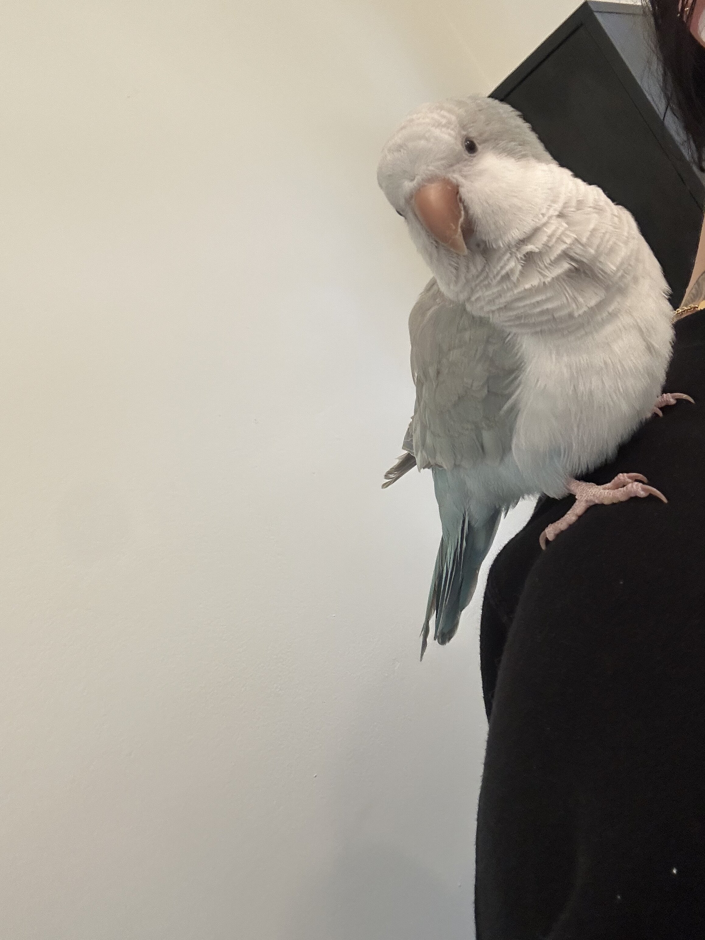 Quaker parrot image 2