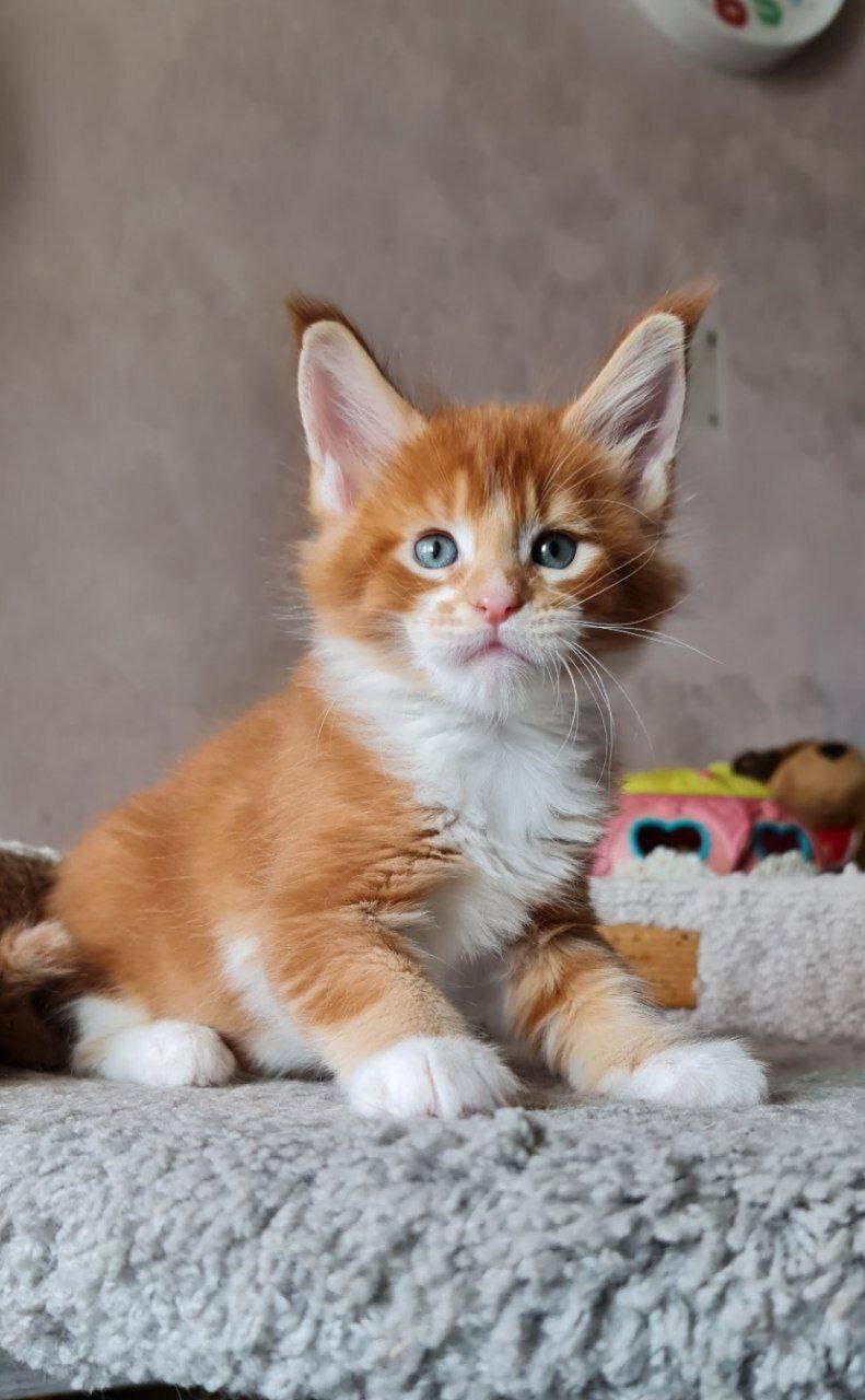Maine Coons kittens available image 1