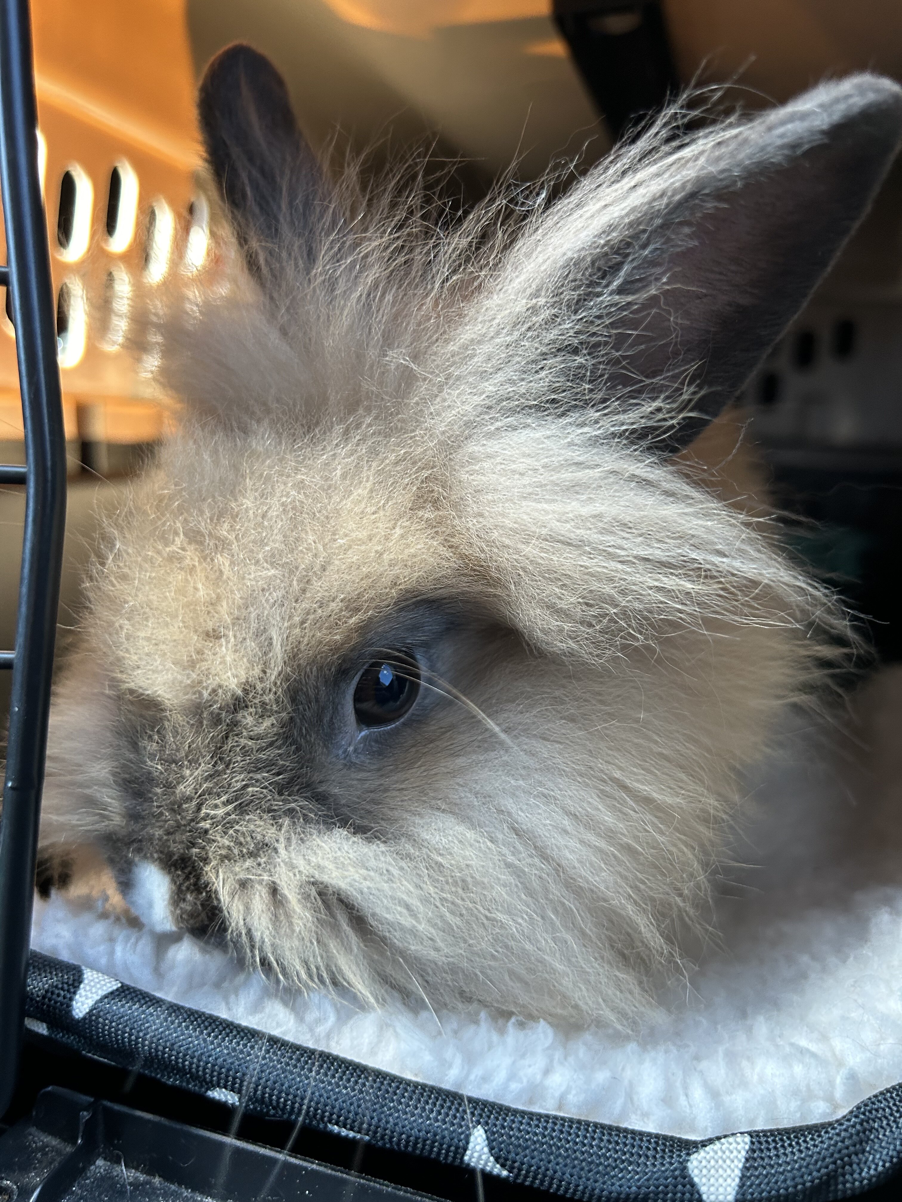 Single maned Lionhead Rabbit image 1