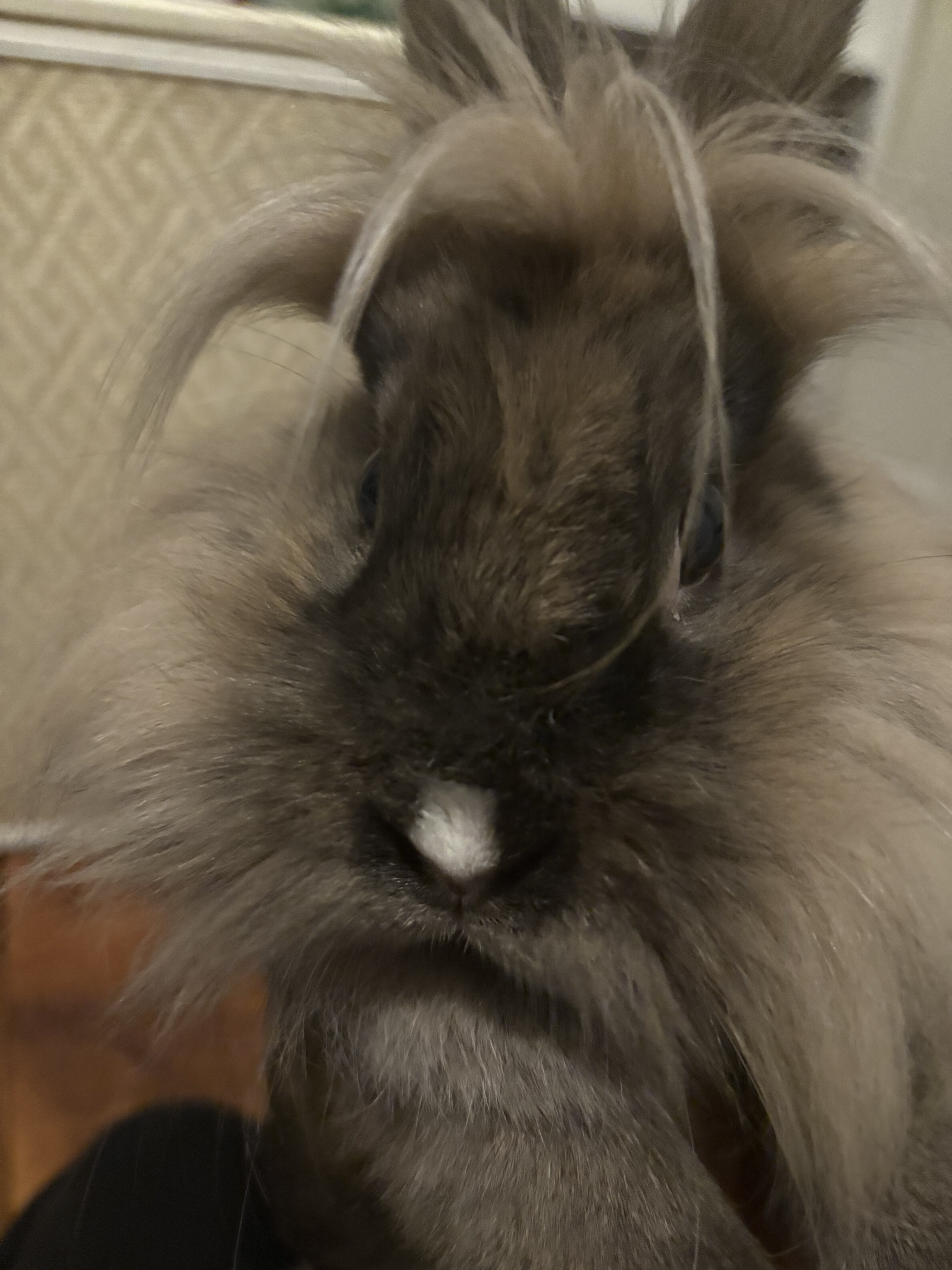 Single maned Lionhead Rabbit image 2