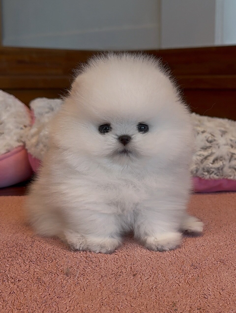 Vaccinated Pomeranian Puppies image 1