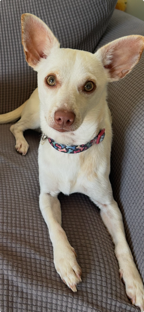 Chihuahua, Deer Head image 1