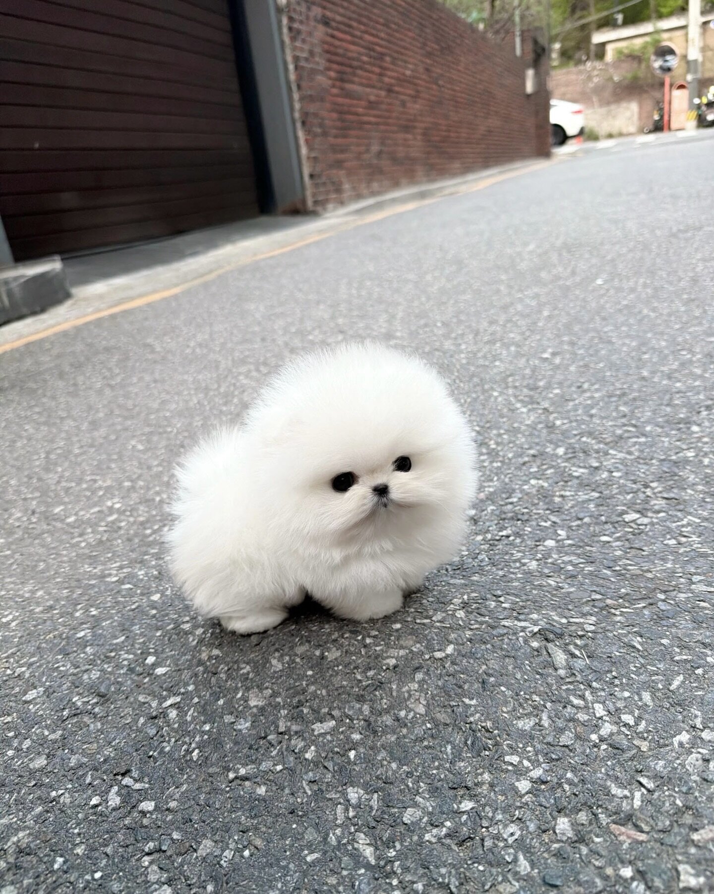 White male and Female Pomeranian Puppies image 1