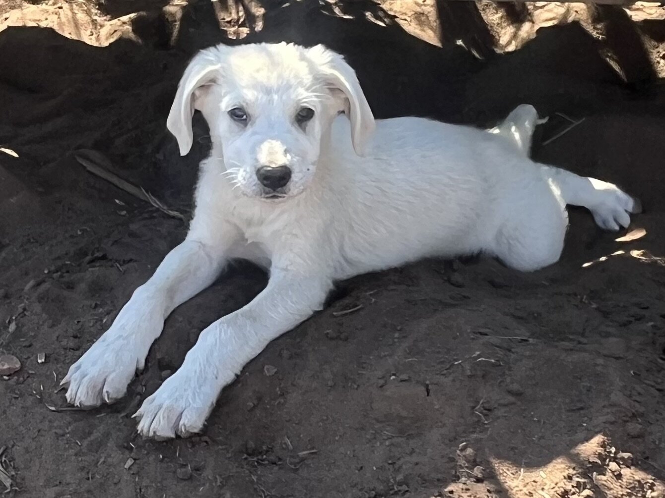 Puppy image 2