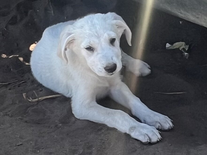 Puppy image 3