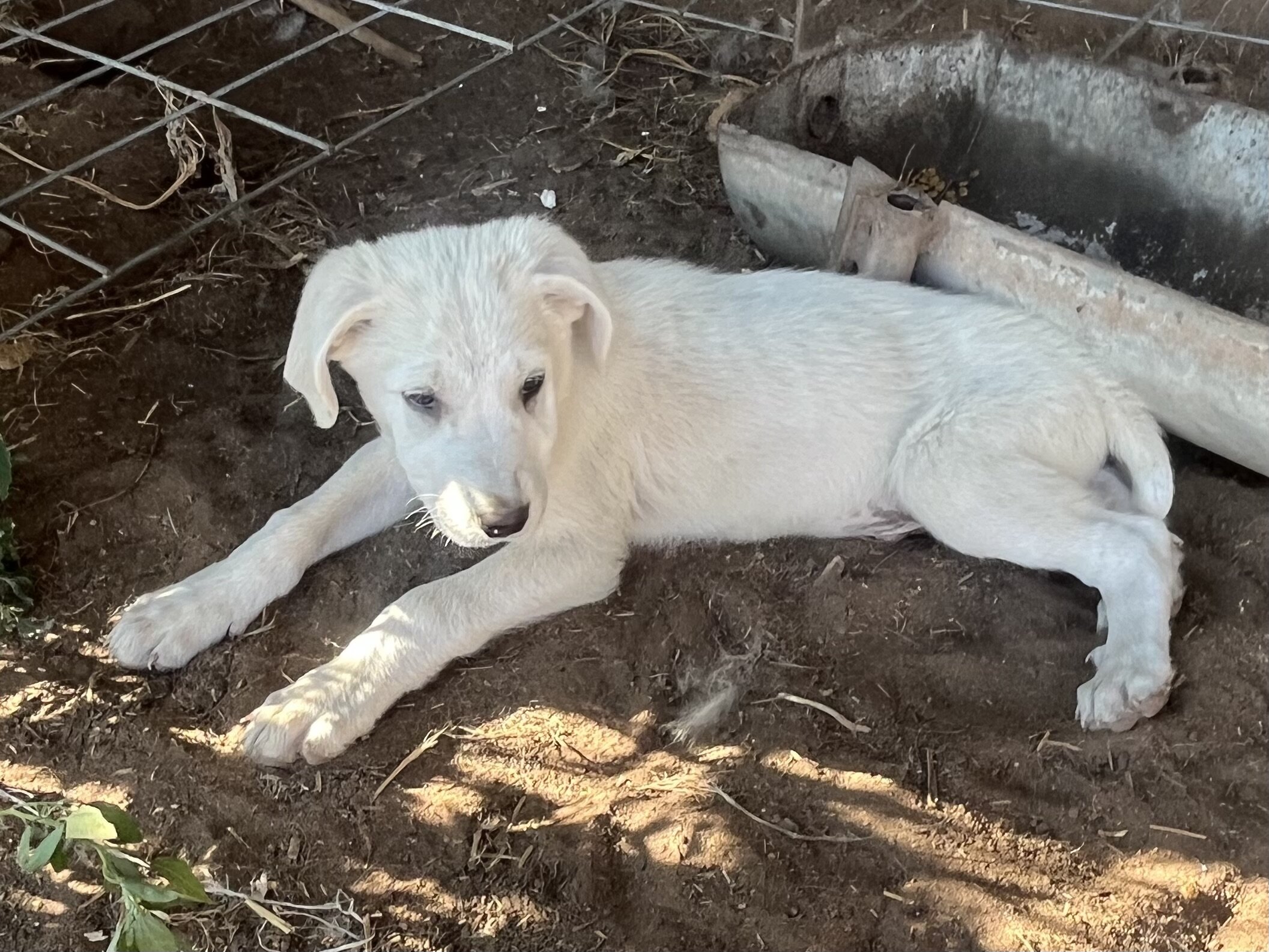 Puppy image 4