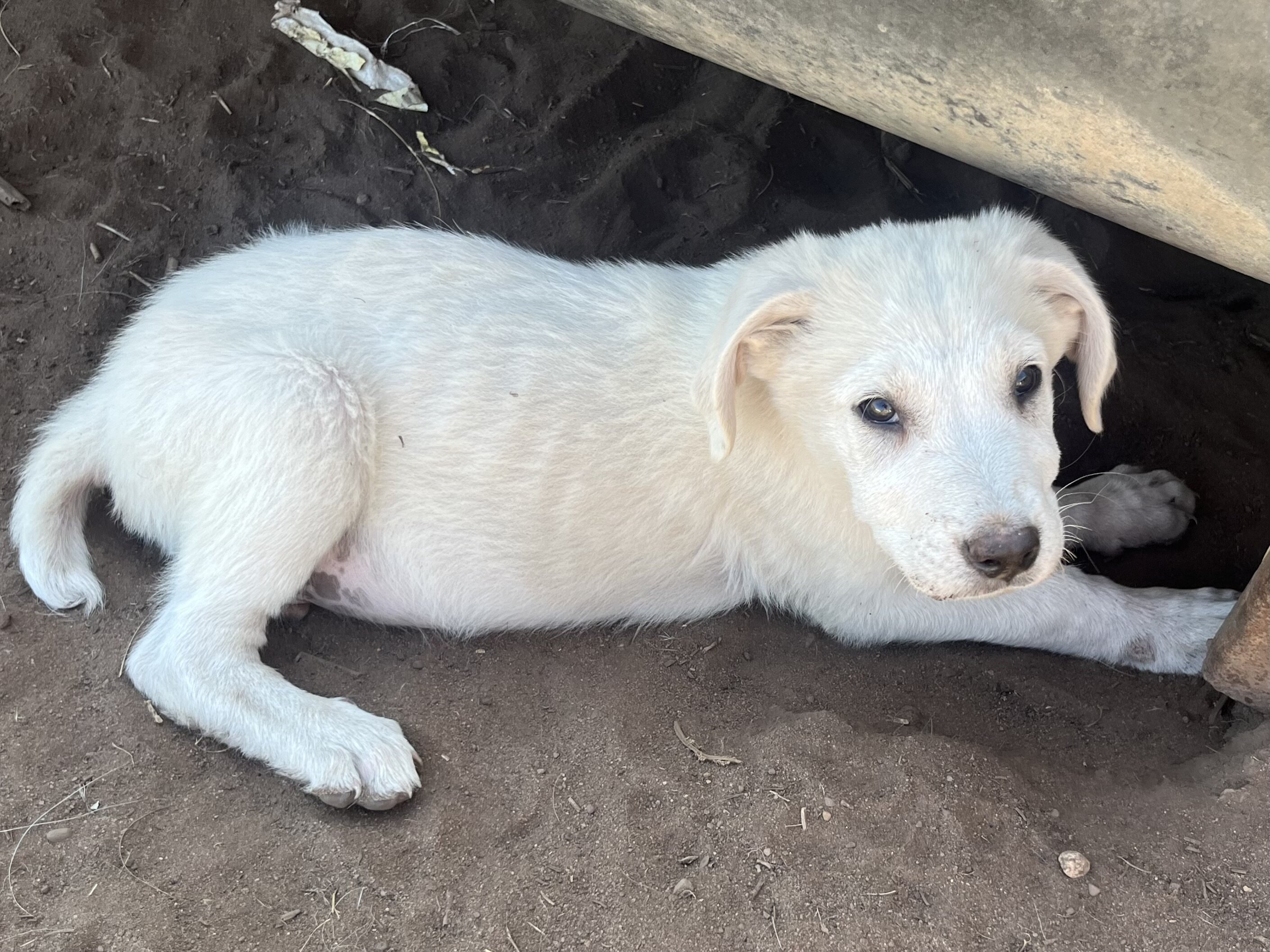 Puppy image 1