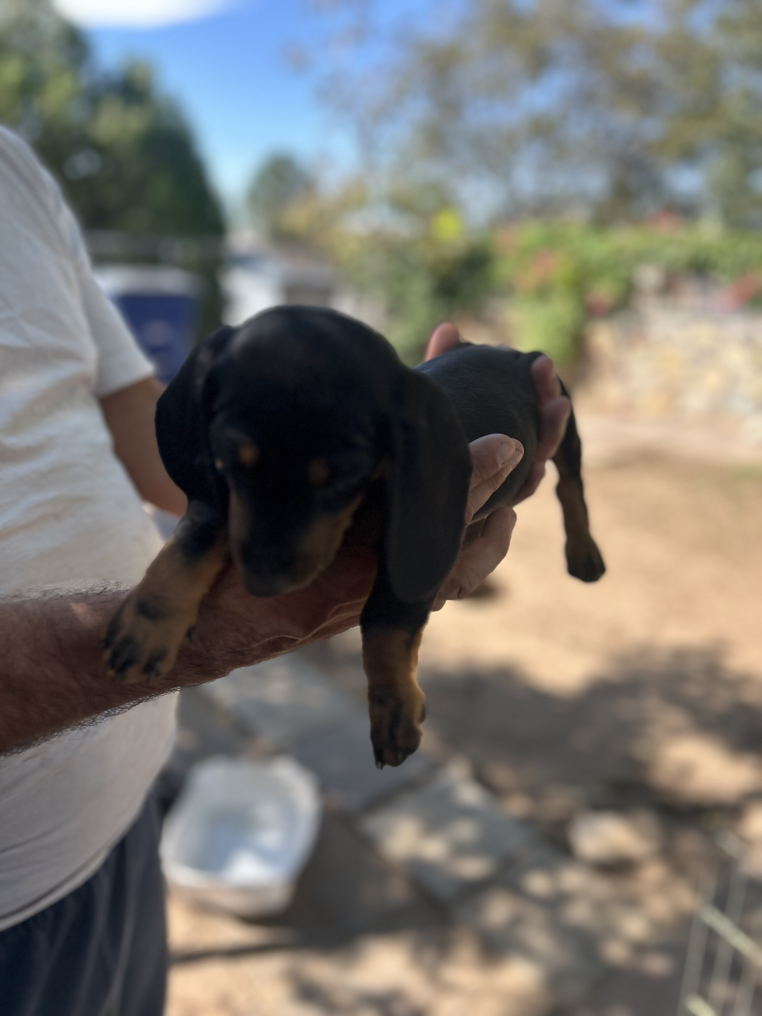 Mini Dachshunds image 2