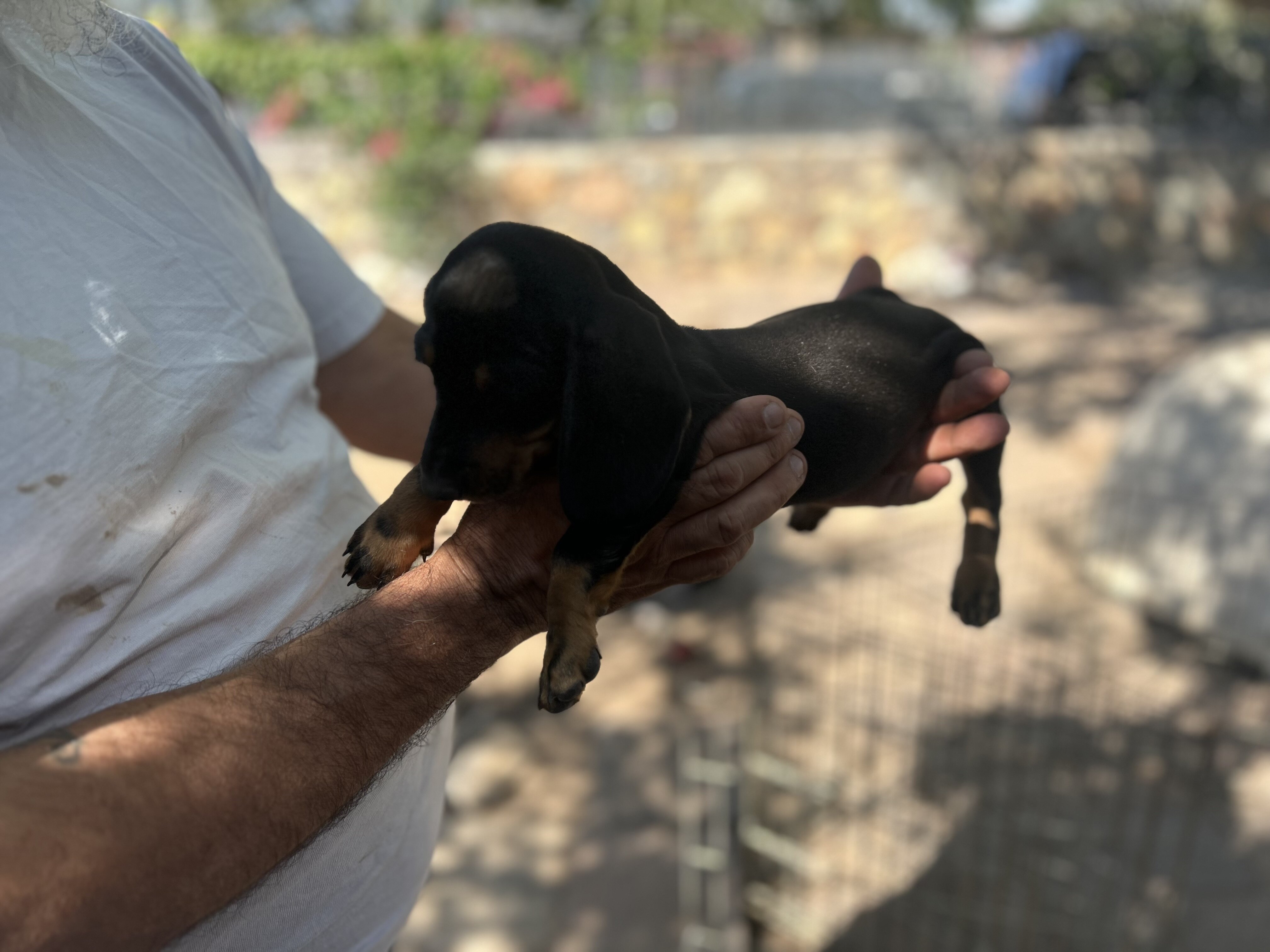Mini Dachshunds image 3