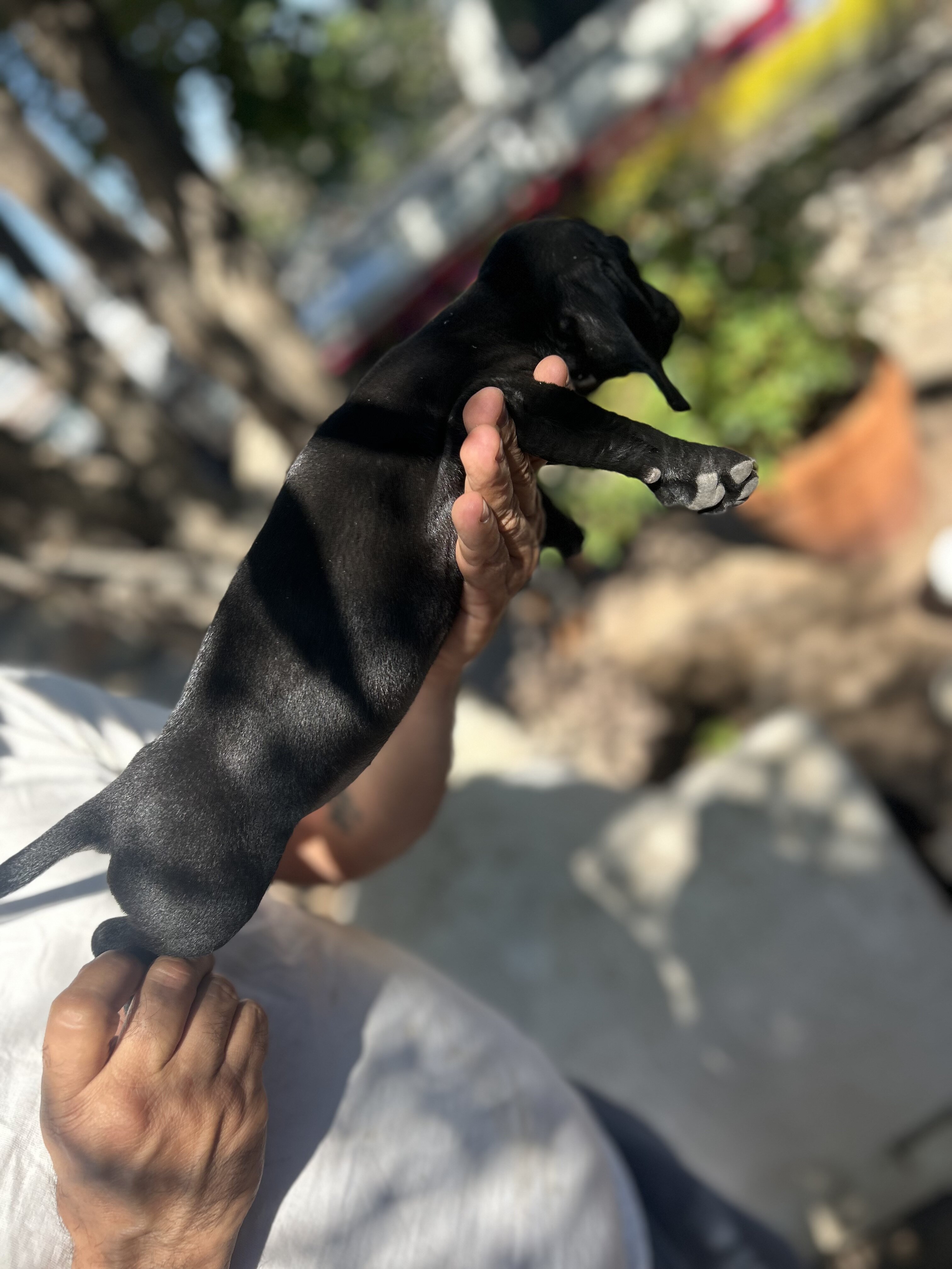 Mini Dachshunds image 4