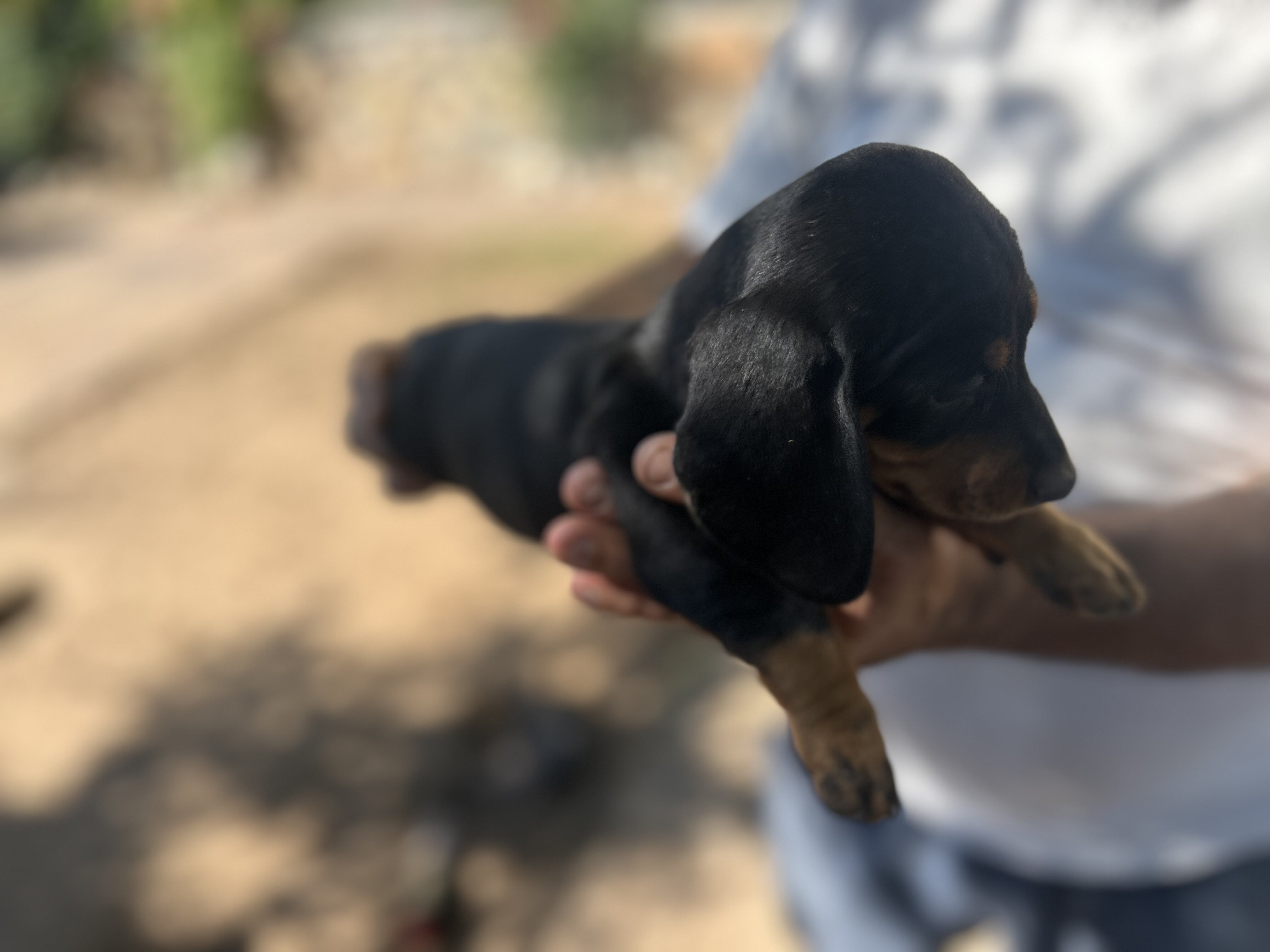 Mini Dachshunds image 1