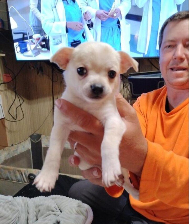 Chihuahua puppies image 1