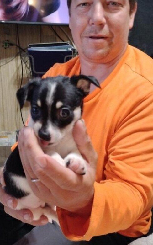 Chihuahua puppies image 2