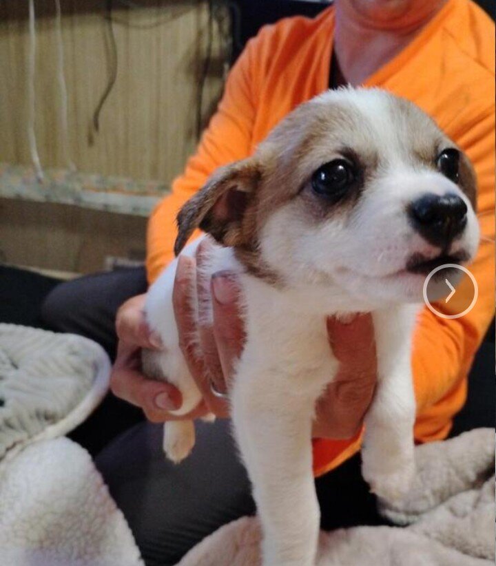 Chihuahua puppies image 3