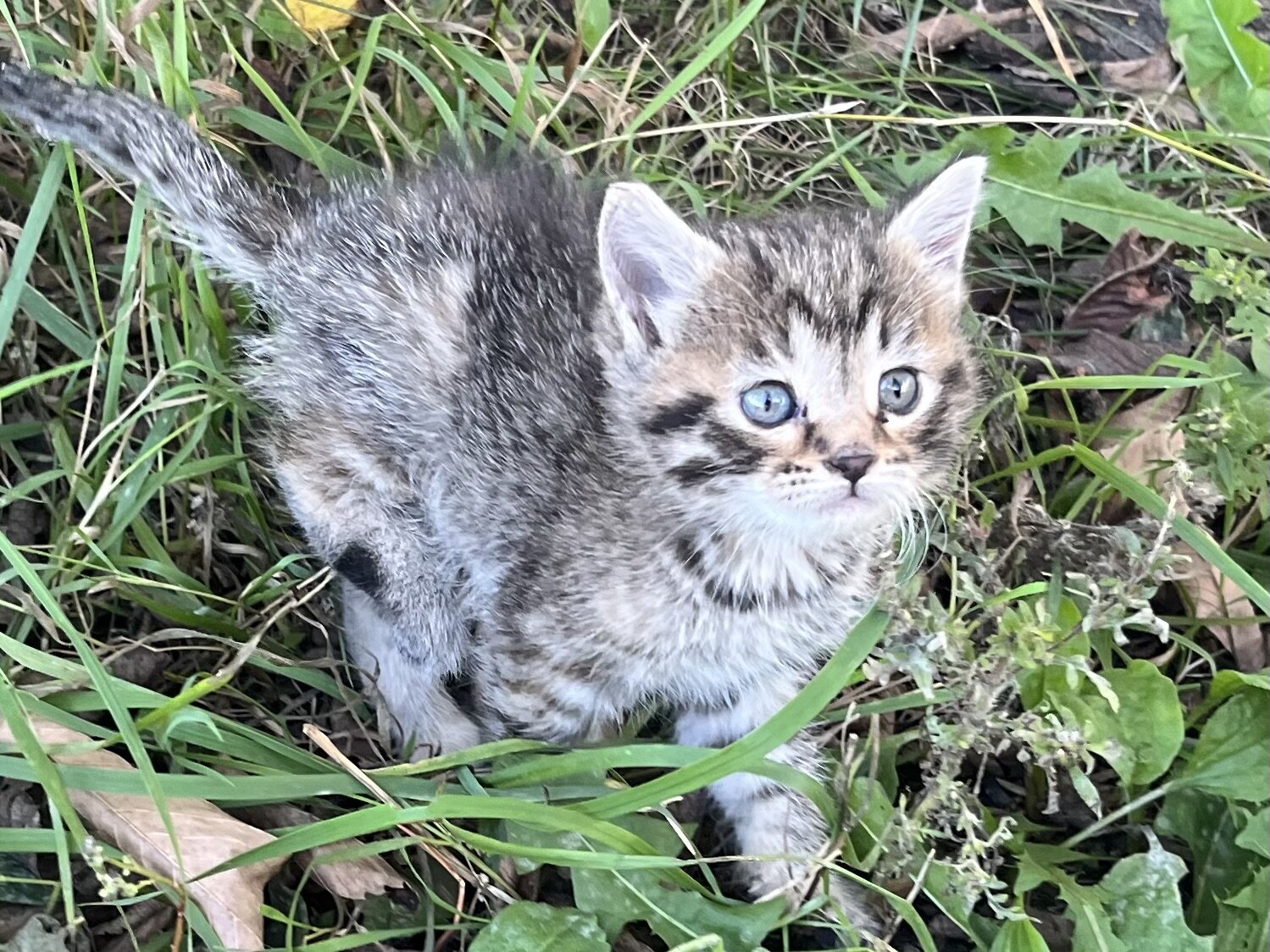 Kittens image 10