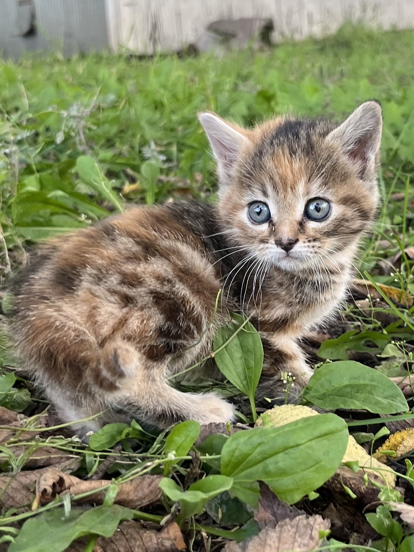 Kittens image 9