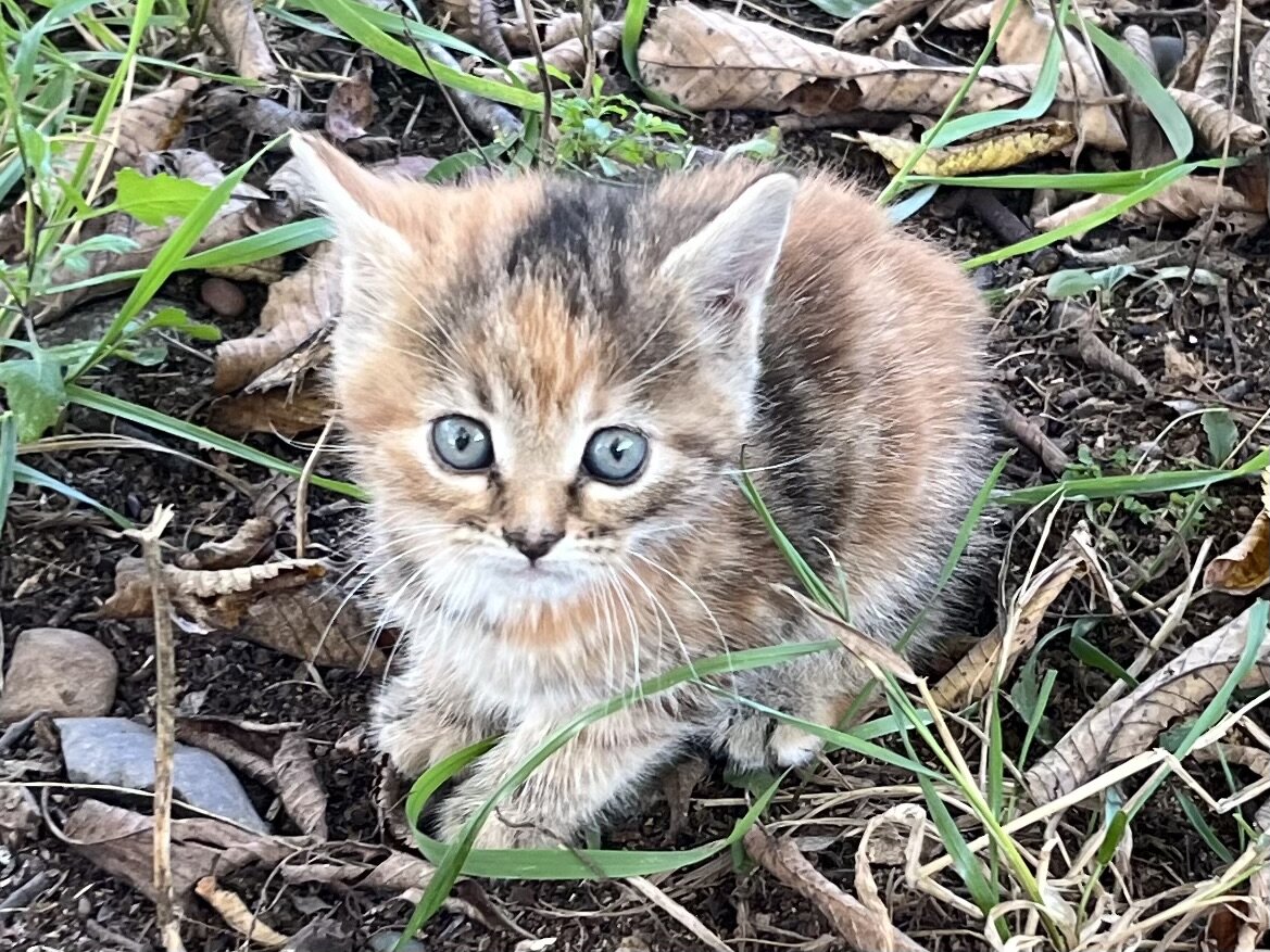 Kittens image 8