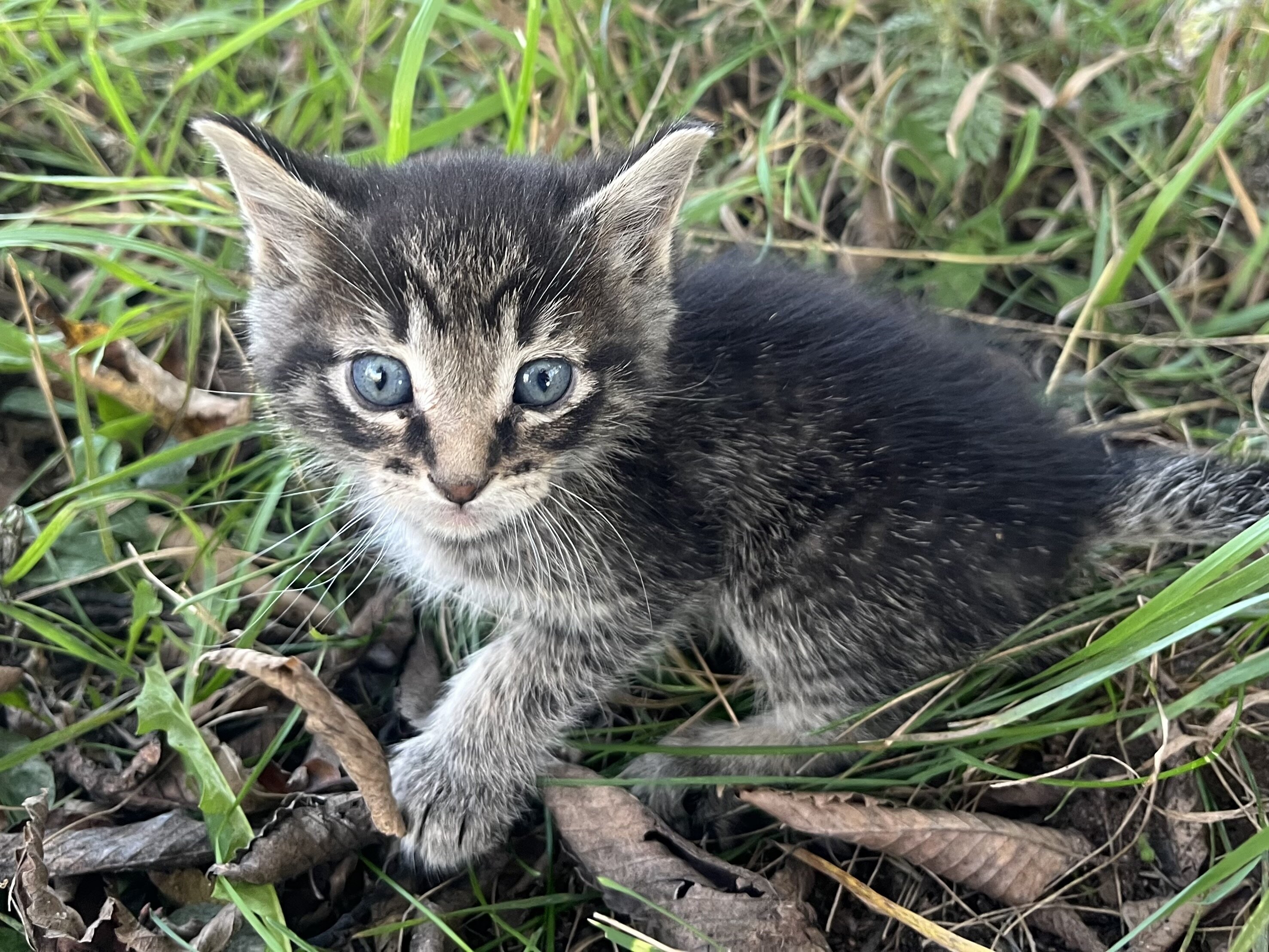 Kittens image 7