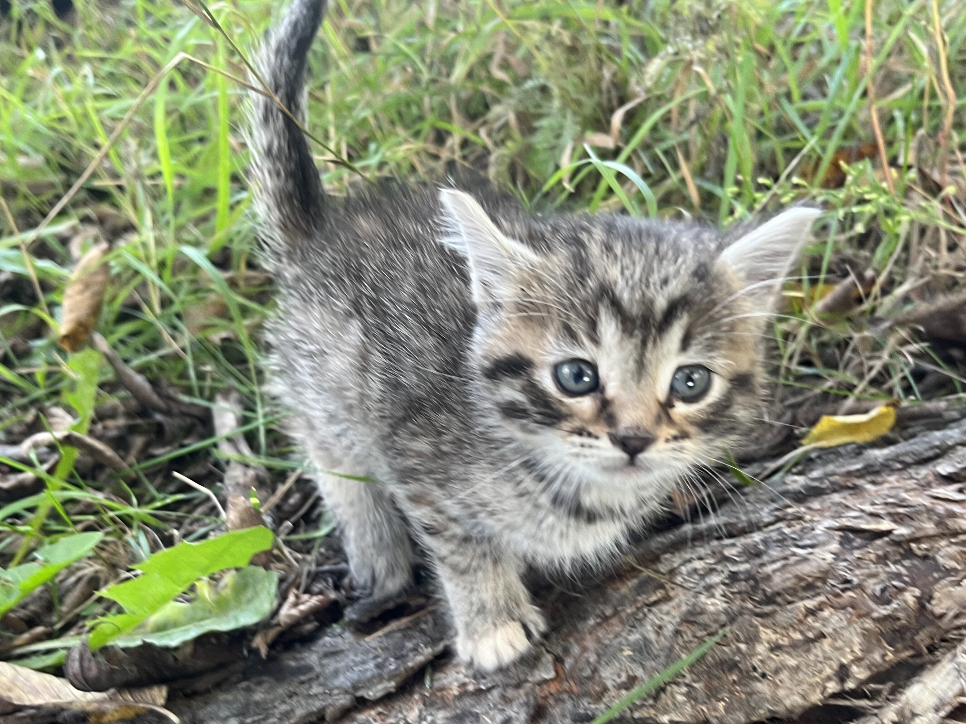 Kittens image 6