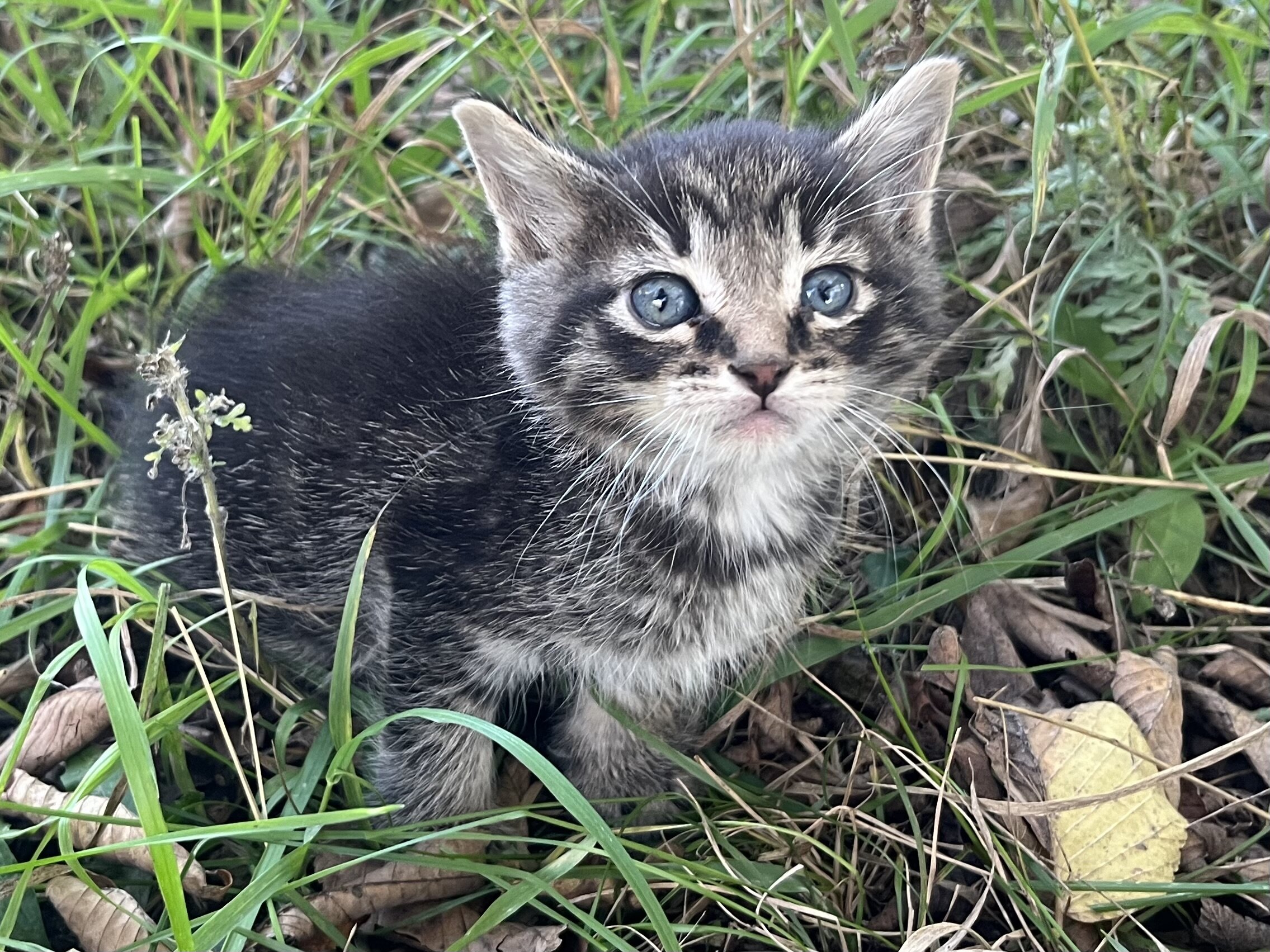 Kittens image 5