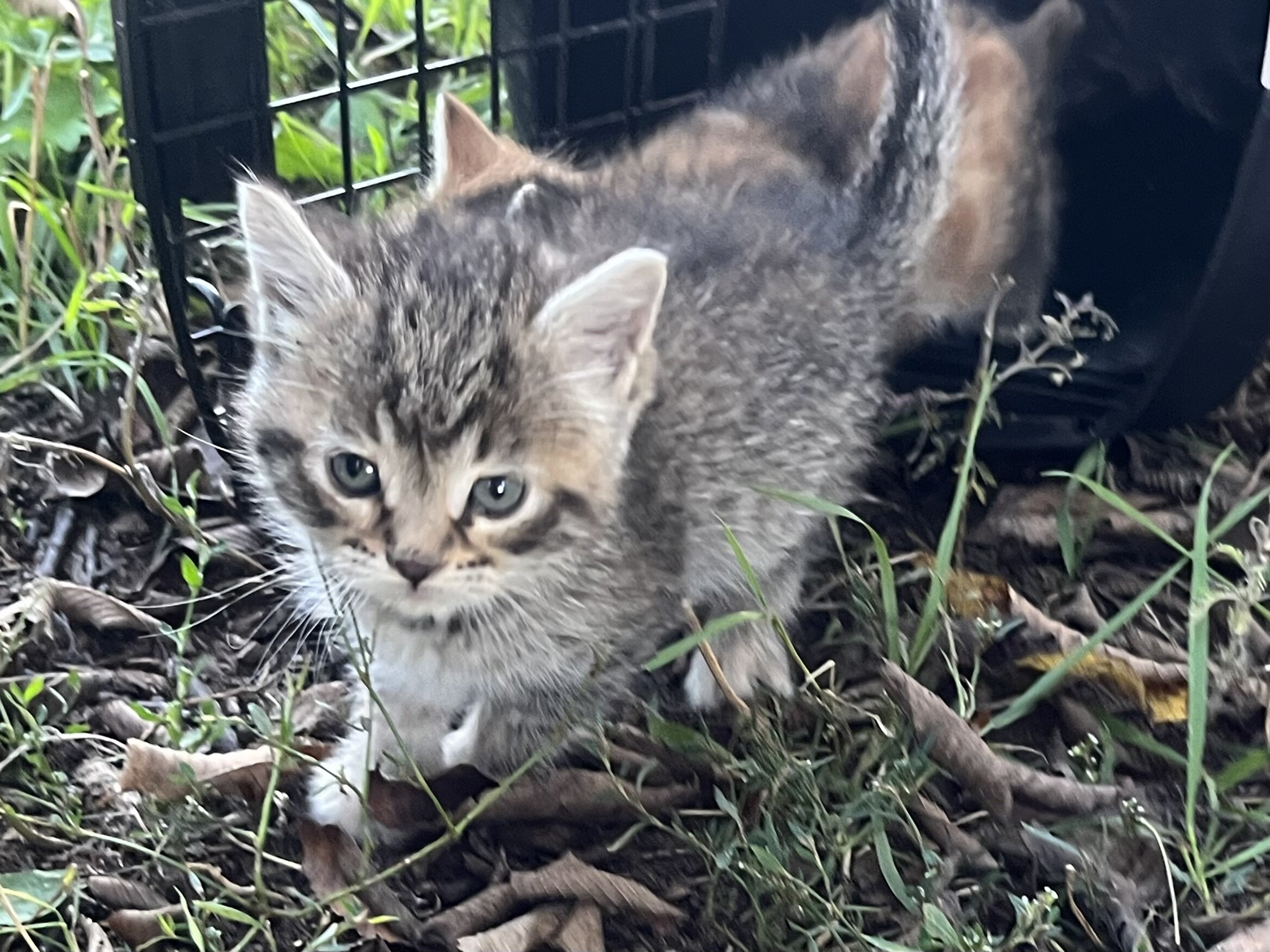 Kittens image 4