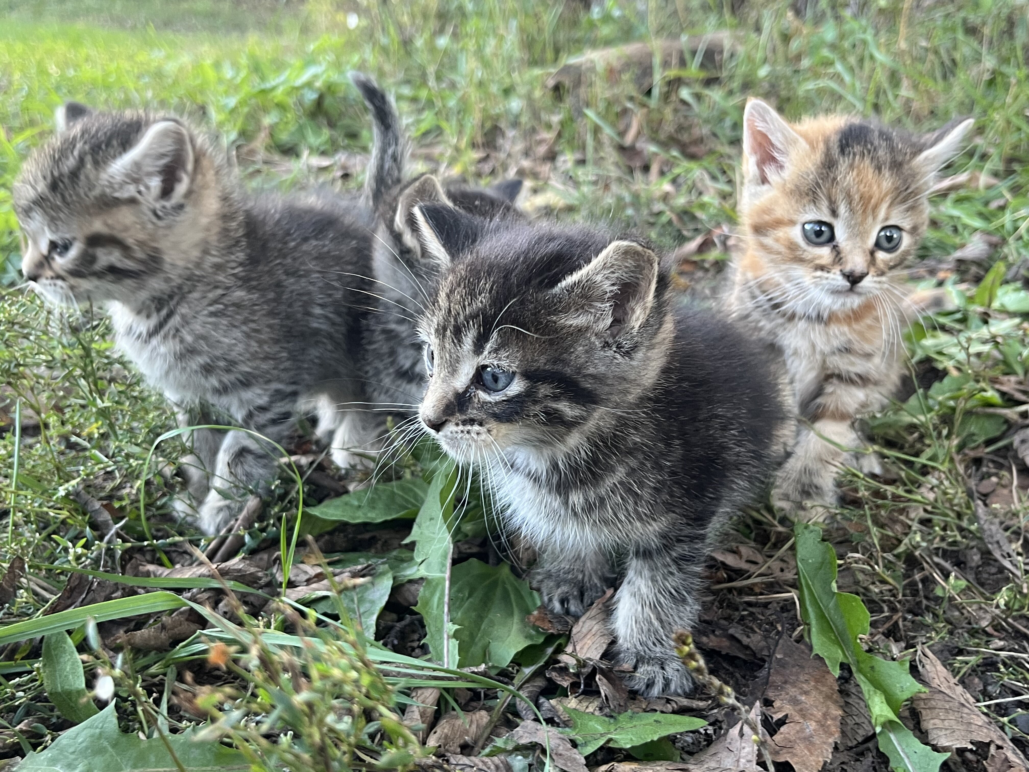 Kittens image 3