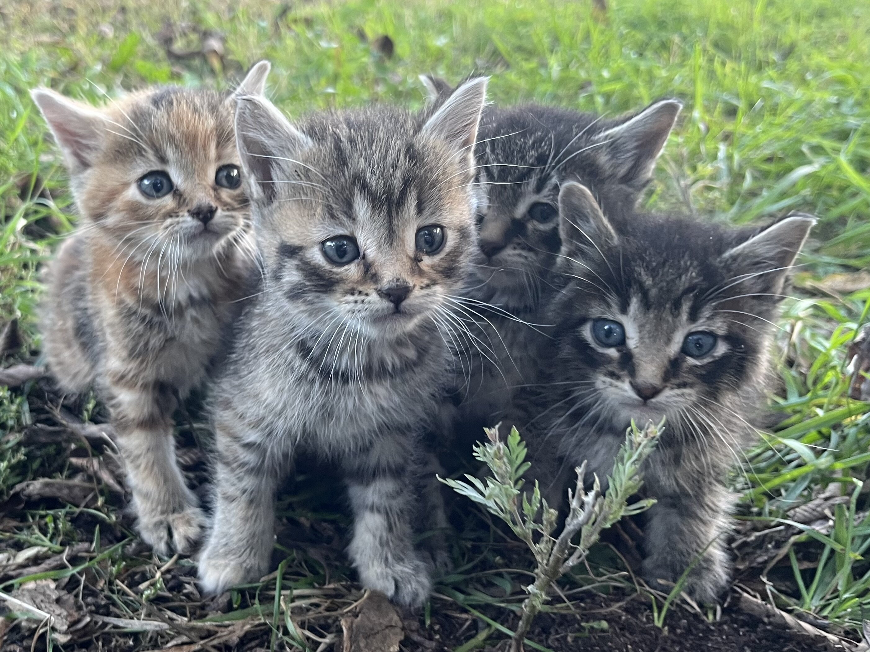 Kittens image 1