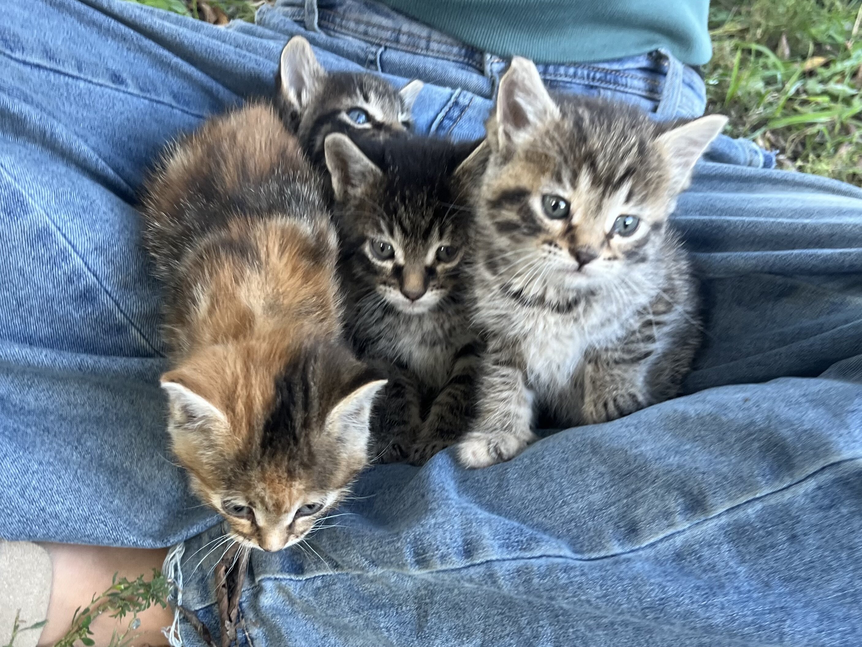 Kittens image 2