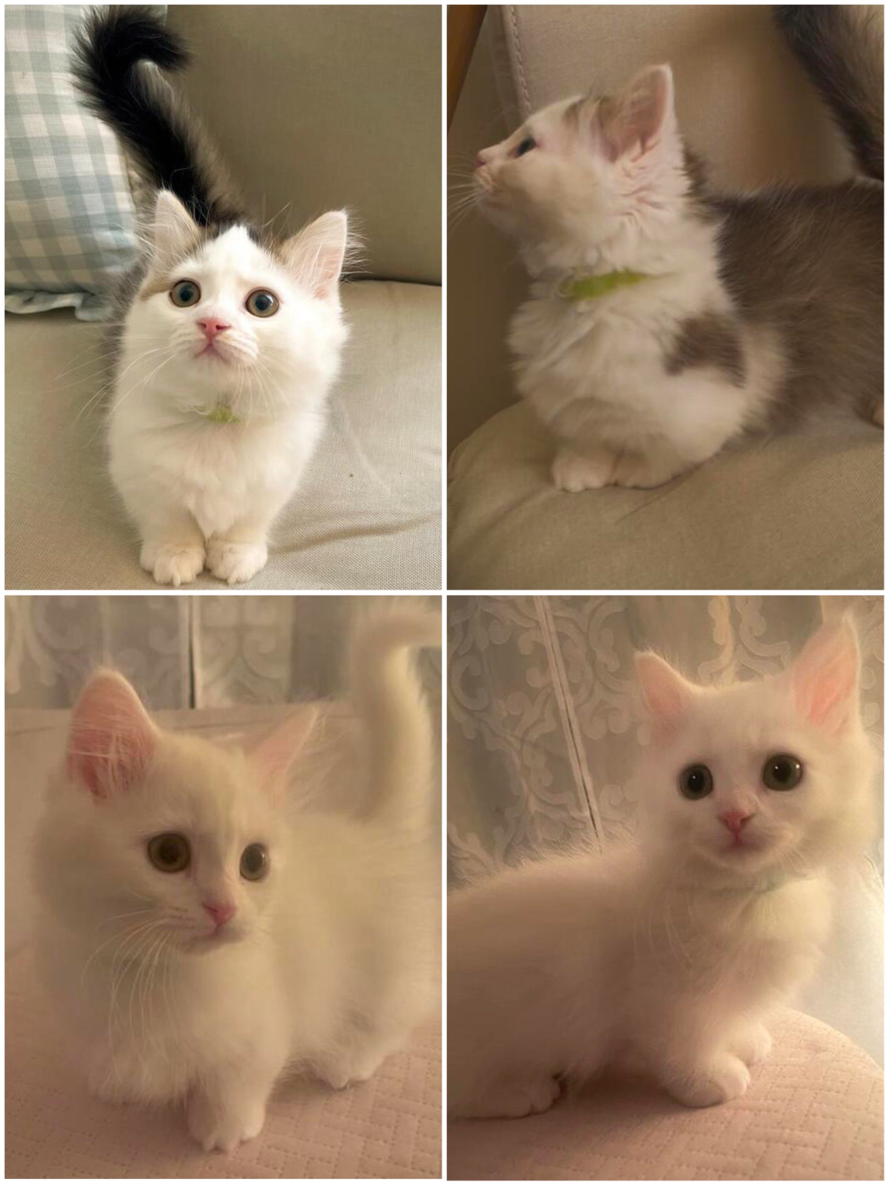 2 Beautiful male Rughugger munchkins left image 1